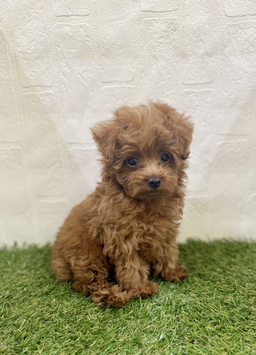 三重県のトイプードル(トイ) (ワンニャンハウス名張店/2025年11月28日生まれ/女の子/レッド)の子犬の3枚目の画像