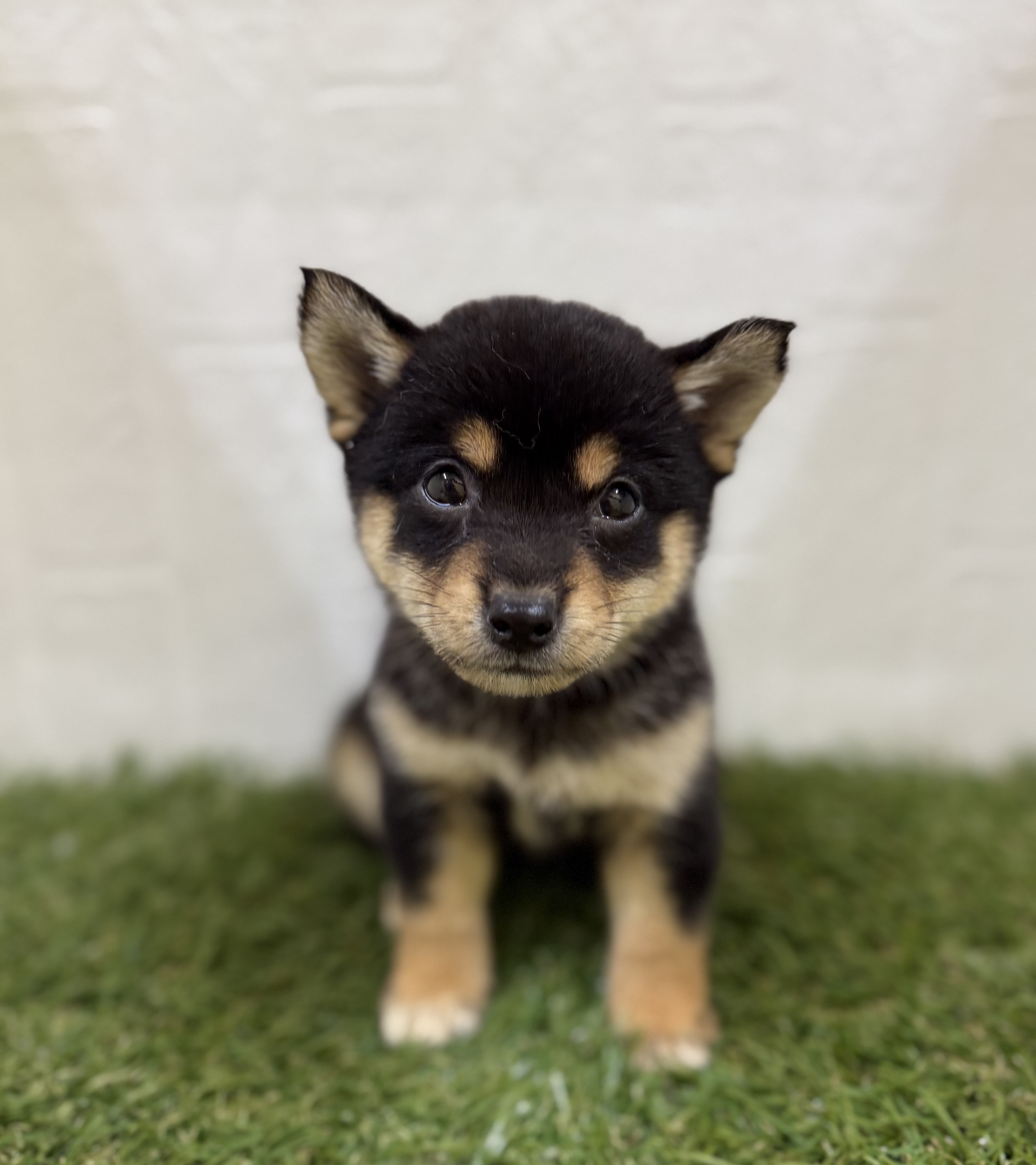 三重県の柴犬(標準サイズ) (ワンニャンハウス名張店/2025年8月8日生まれ/女の子/黒)の子犬の1枚目の画像