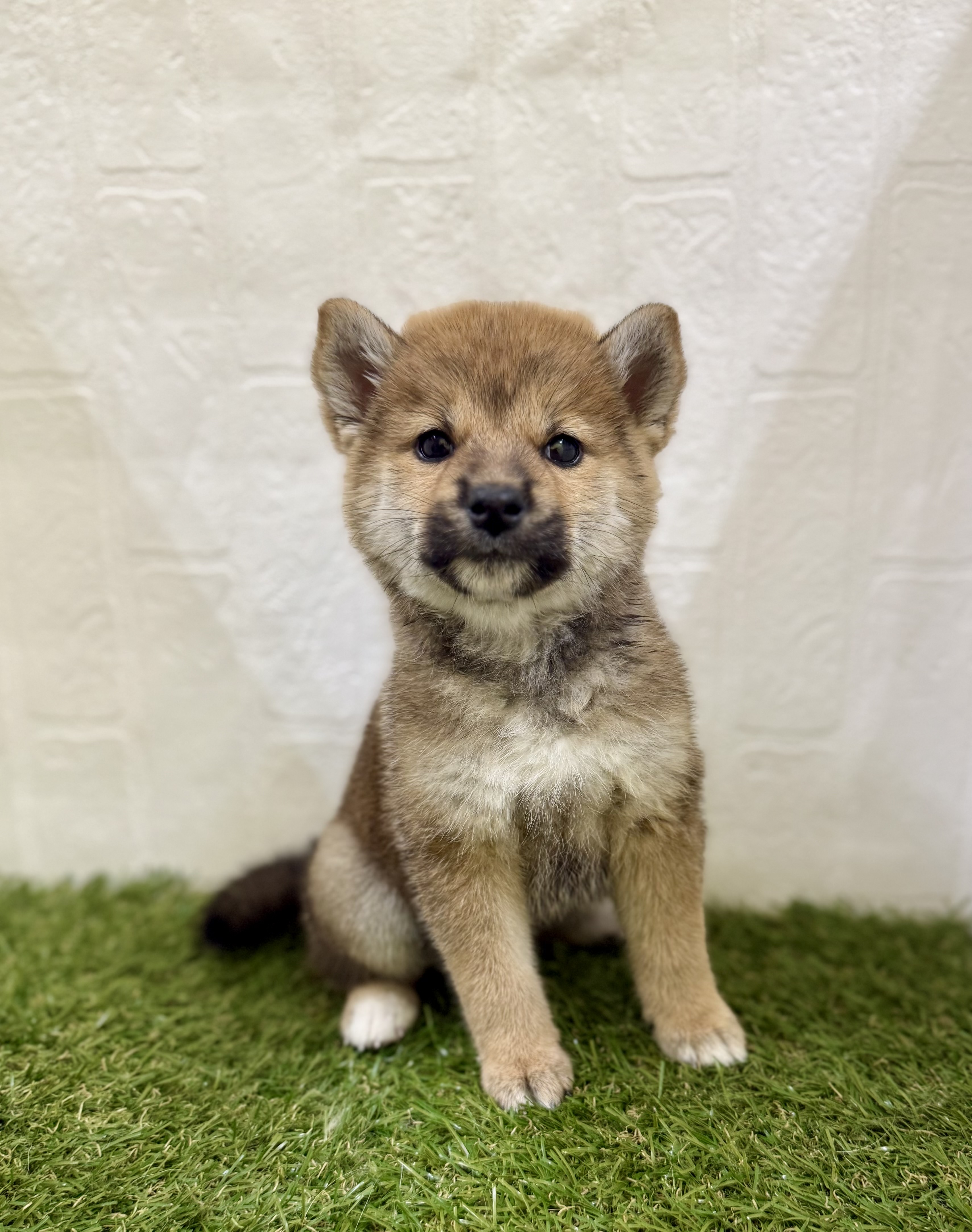 三重県の柴犬(標準サイズ) (ワンニャンハウス名張店/2025年9月1日生まれ/女の子/赤)の子犬の2枚目の画像
