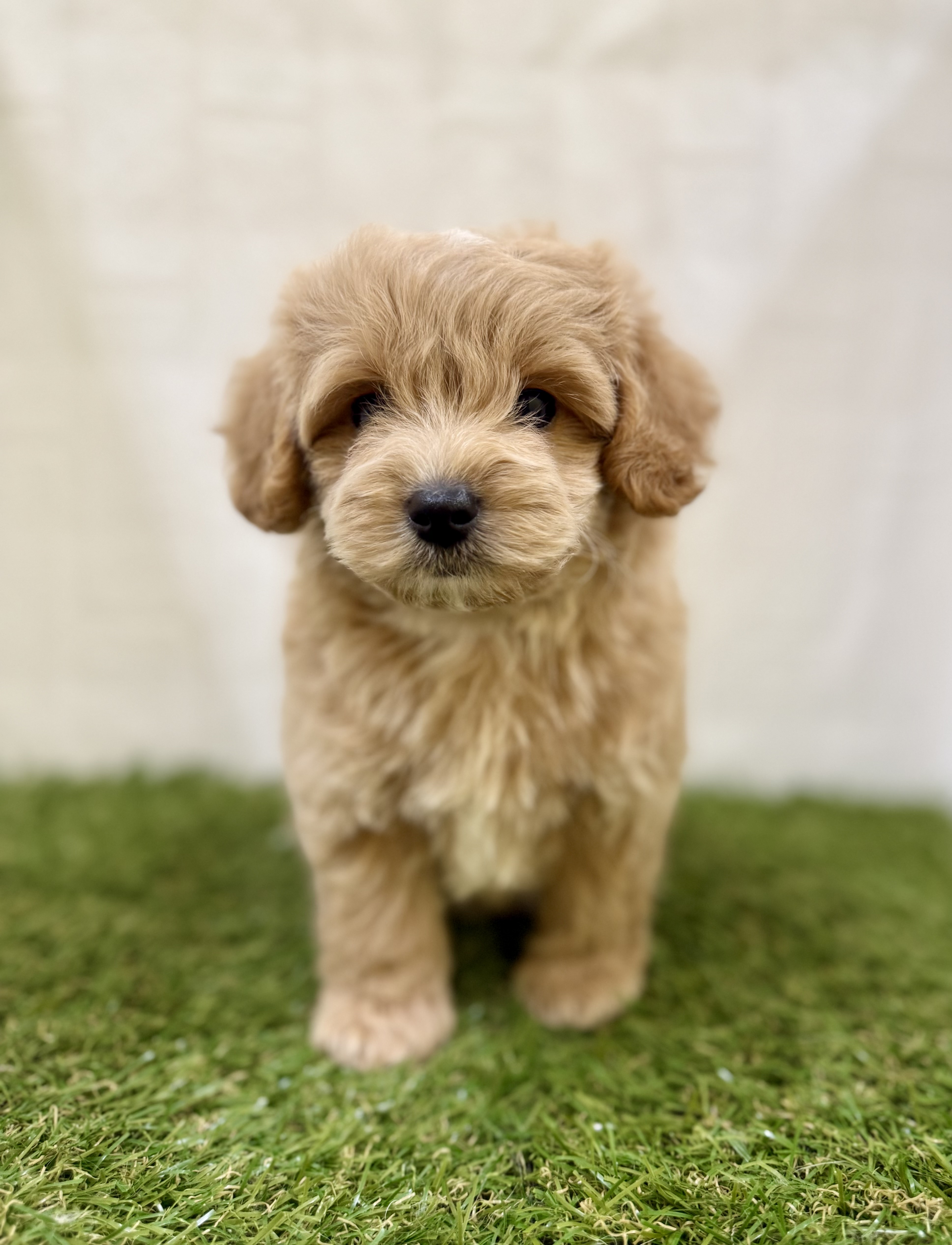 三重県のマルプー(マルチーズ×プードル) (ワンニャンハウス名張店/2025年9月10日生まれ/男の子/クリームホワイト)の子犬の3枚目の画像