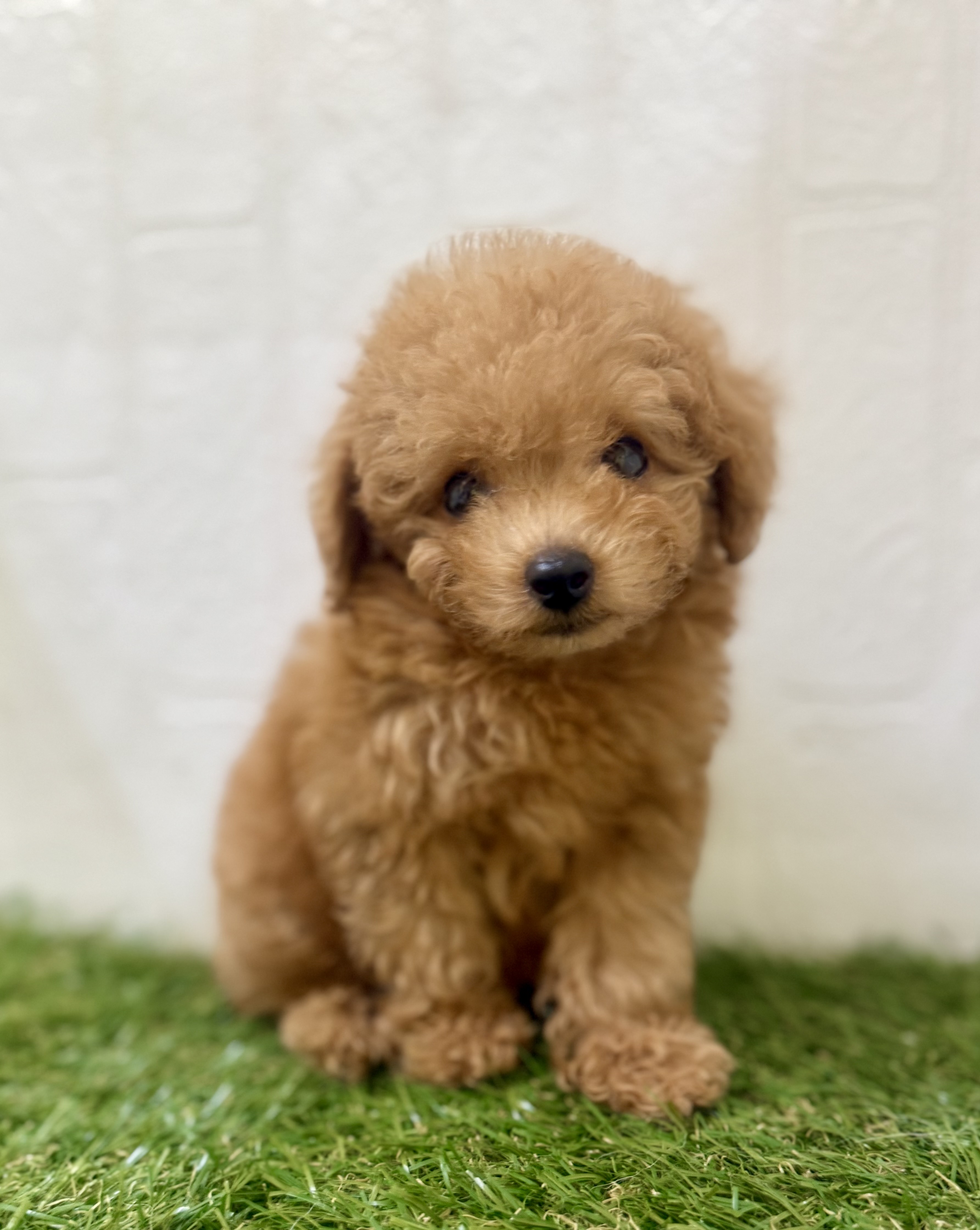 三重県のトイプードル(トイ) (ワンニャンハウス名張店/2025年7月18日生まれ/男の子/レッド)の子犬の1枚目の画像