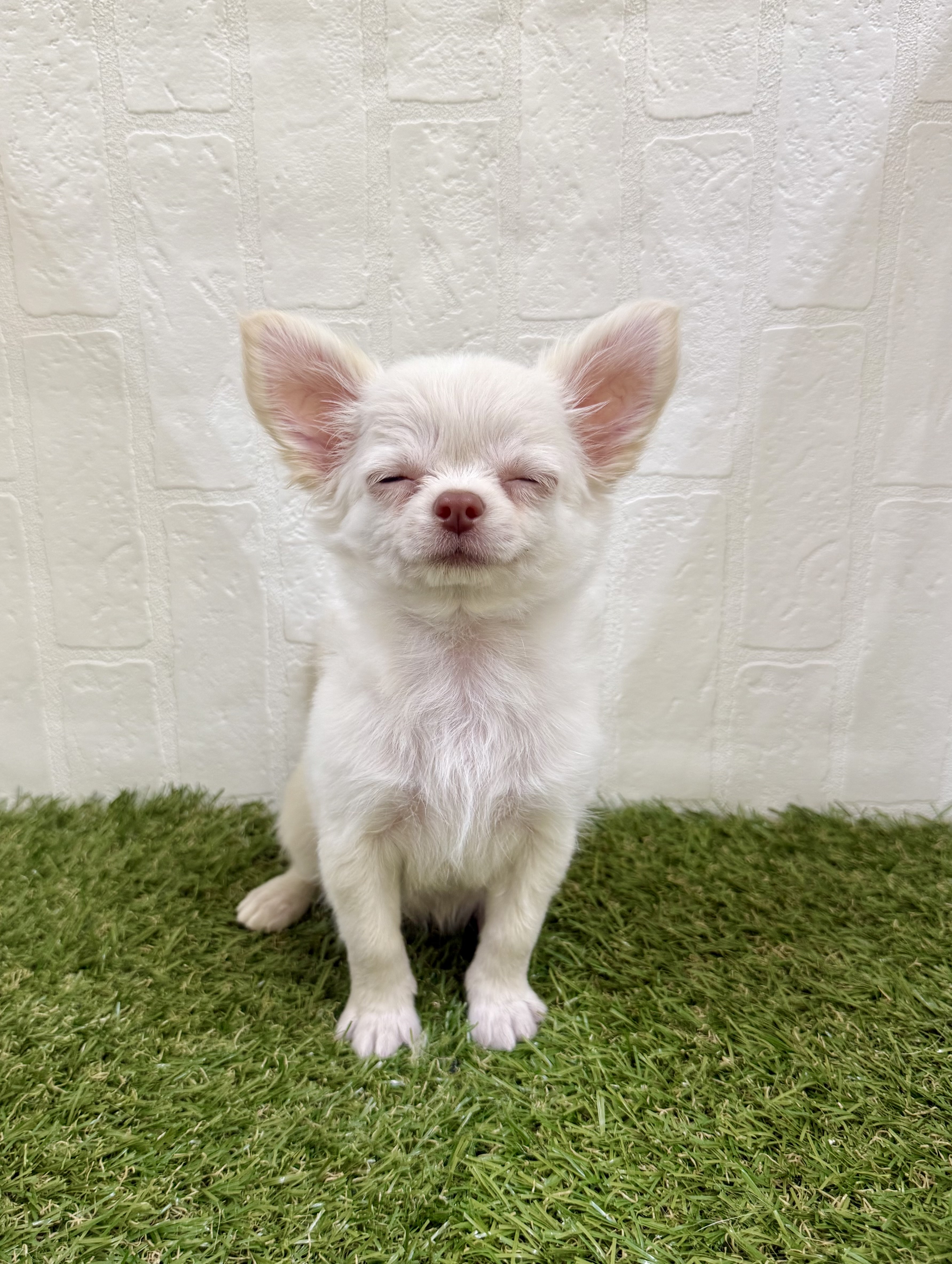 三重県のチワワ(ロング) (ワンニャンハウス名張店/2025年9月1日生まれ/女の子/クリーム)の子犬の3枚目の画像