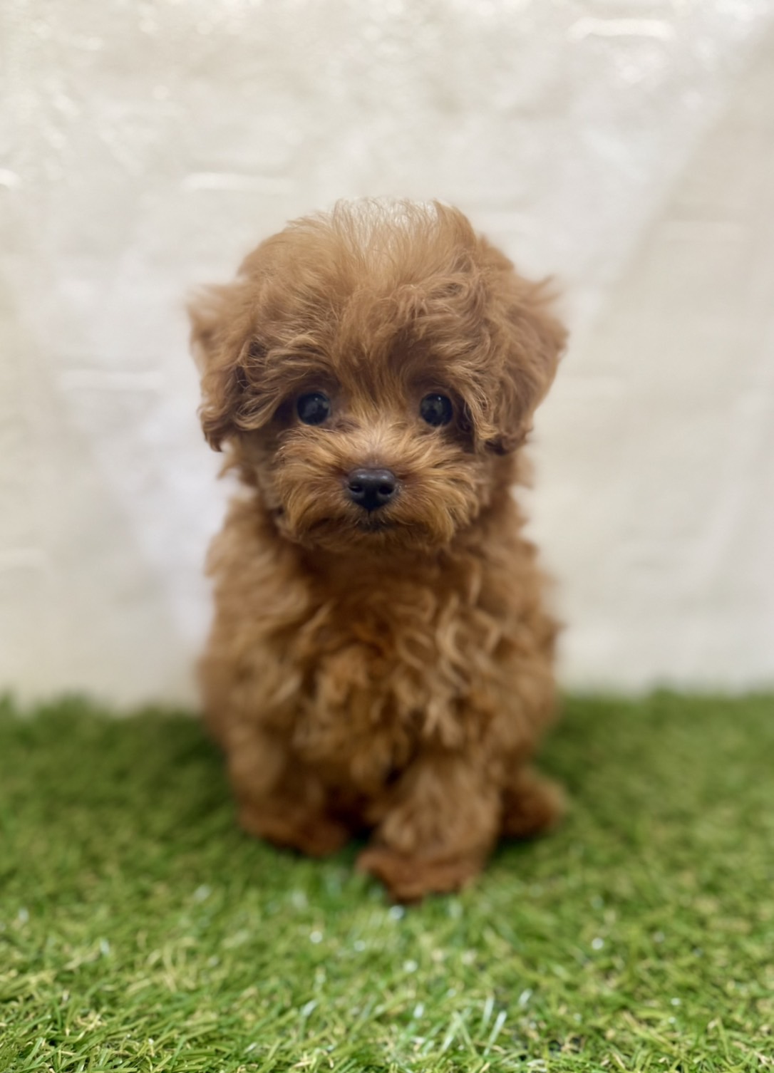 三重県のトイプードル(トイ) (ワンニャンハウス名張店/2025年11月28日生まれ/女の子/レッド)の子犬の1枚目の画像