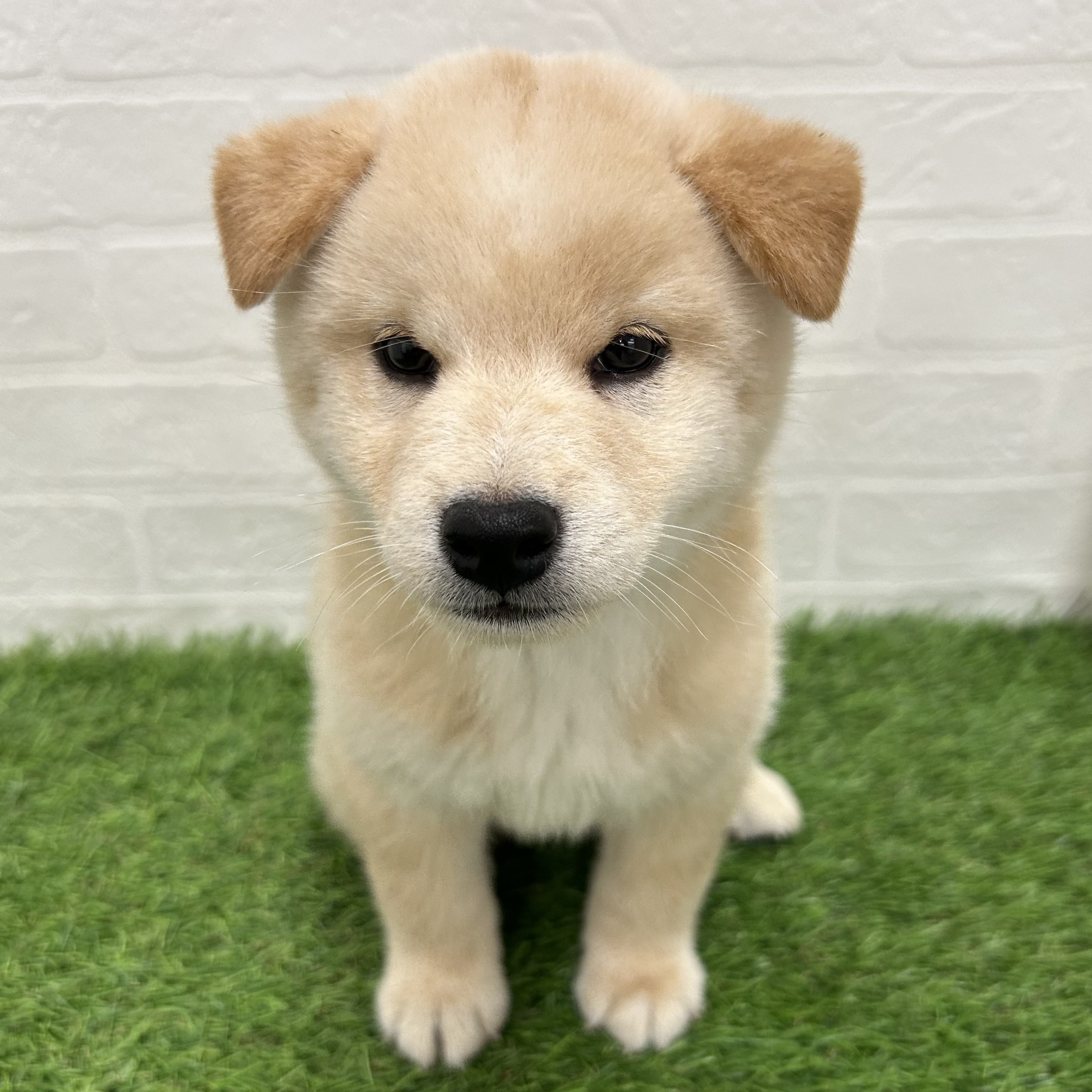 岐阜県の柴犬(標準サイズ) (ワンニャンハウス岐阜柳津店/2025年8月4日生まれ/男の子/淡赤)の子犬の2枚目の画像