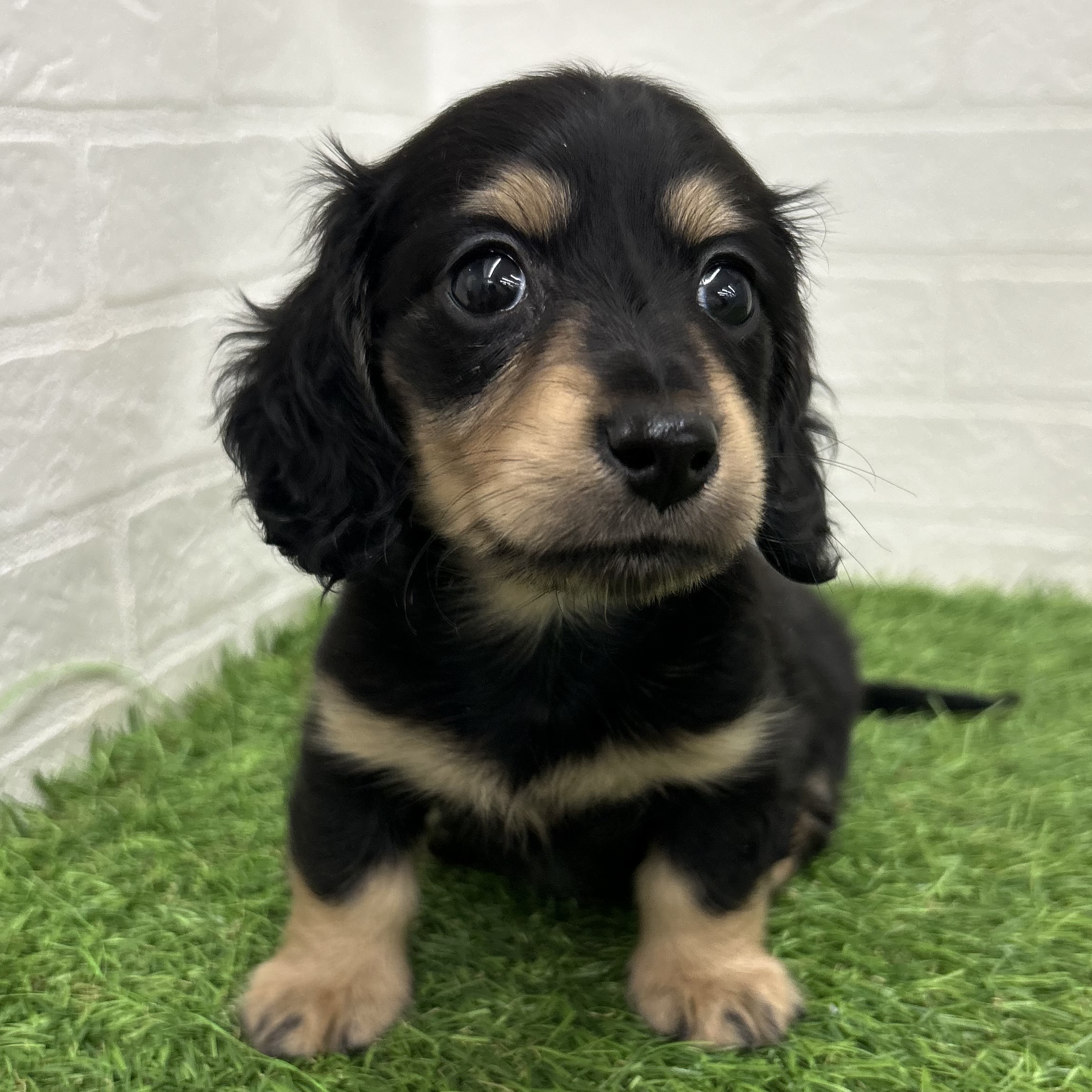 岐阜県のカニンヘンダックスフンド(ロング) (ワンニャンハウス岐阜柳津店/2025年12月28日生まれ/女の子/ブラックタン)の子犬の2枚目の画像