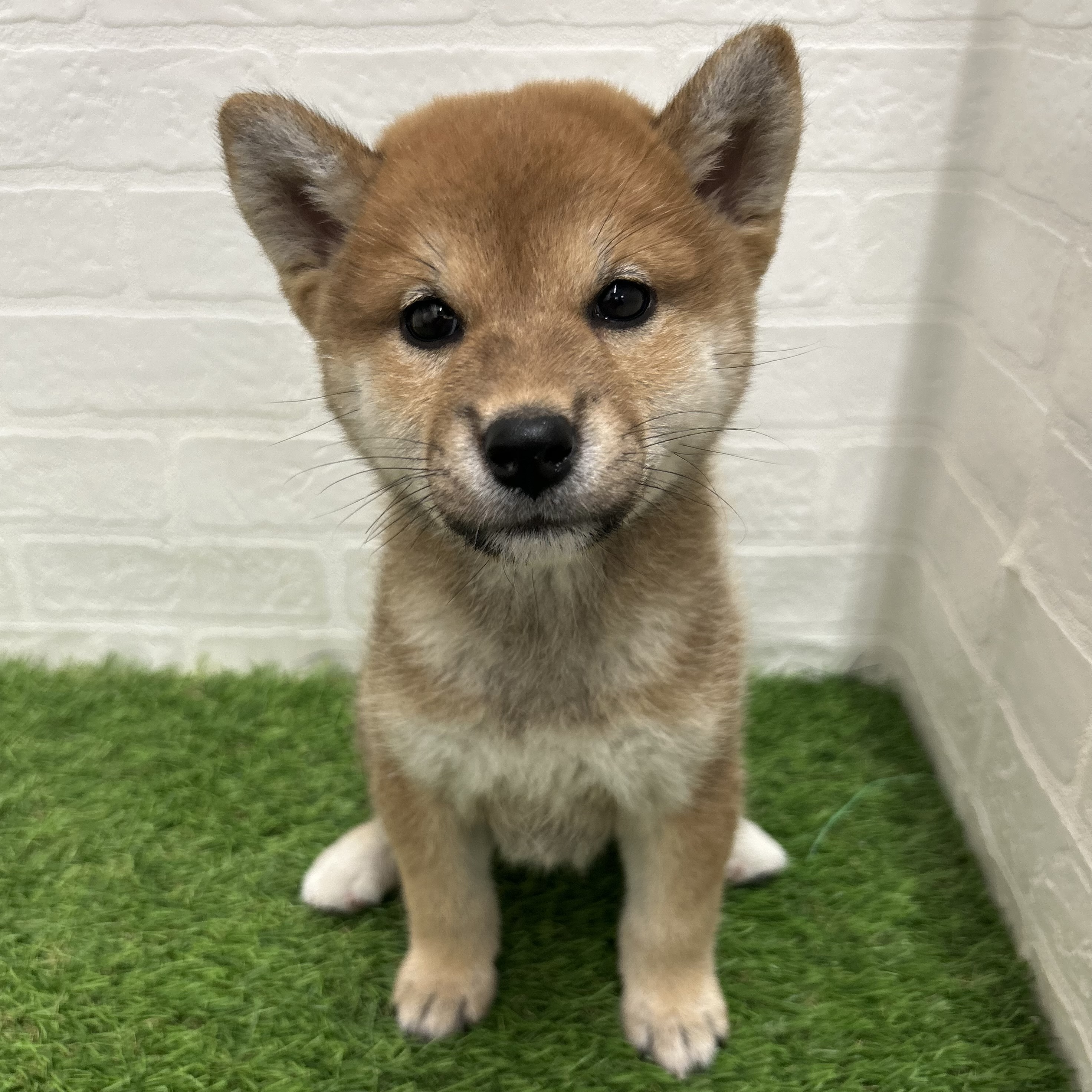 岐阜県の柴犬(標準サイズ) (ワンニャンハウス岐阜柳津店/2025年8月26日生まれ/女の子/赤)の子犬の2枚目の画像