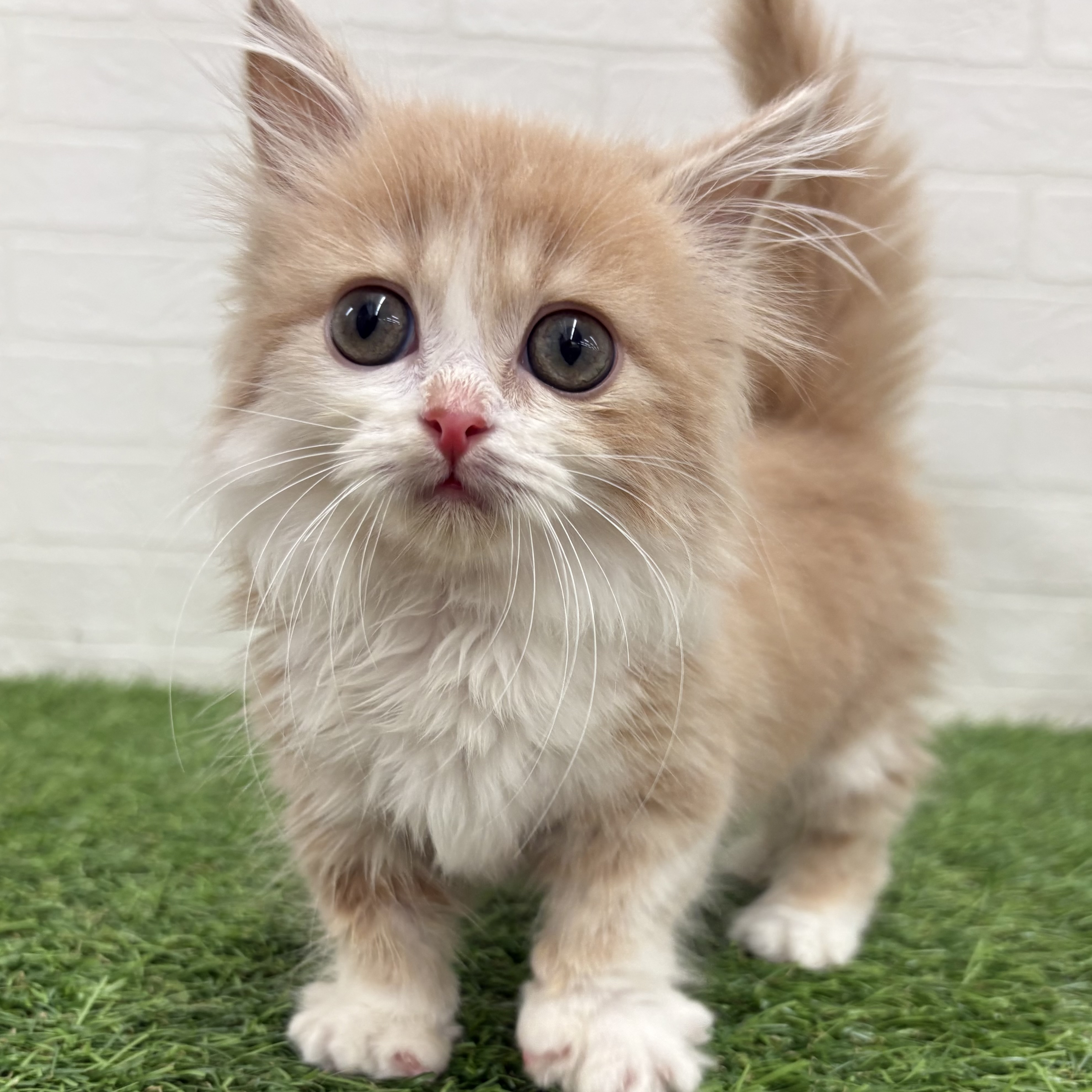 岐阜県のマンチカン (ワンニャンハウス岐阜柳津店/2026年2月24日生まれ/男の子/クリームタビーホワイト)の子猫の2枚目の画像