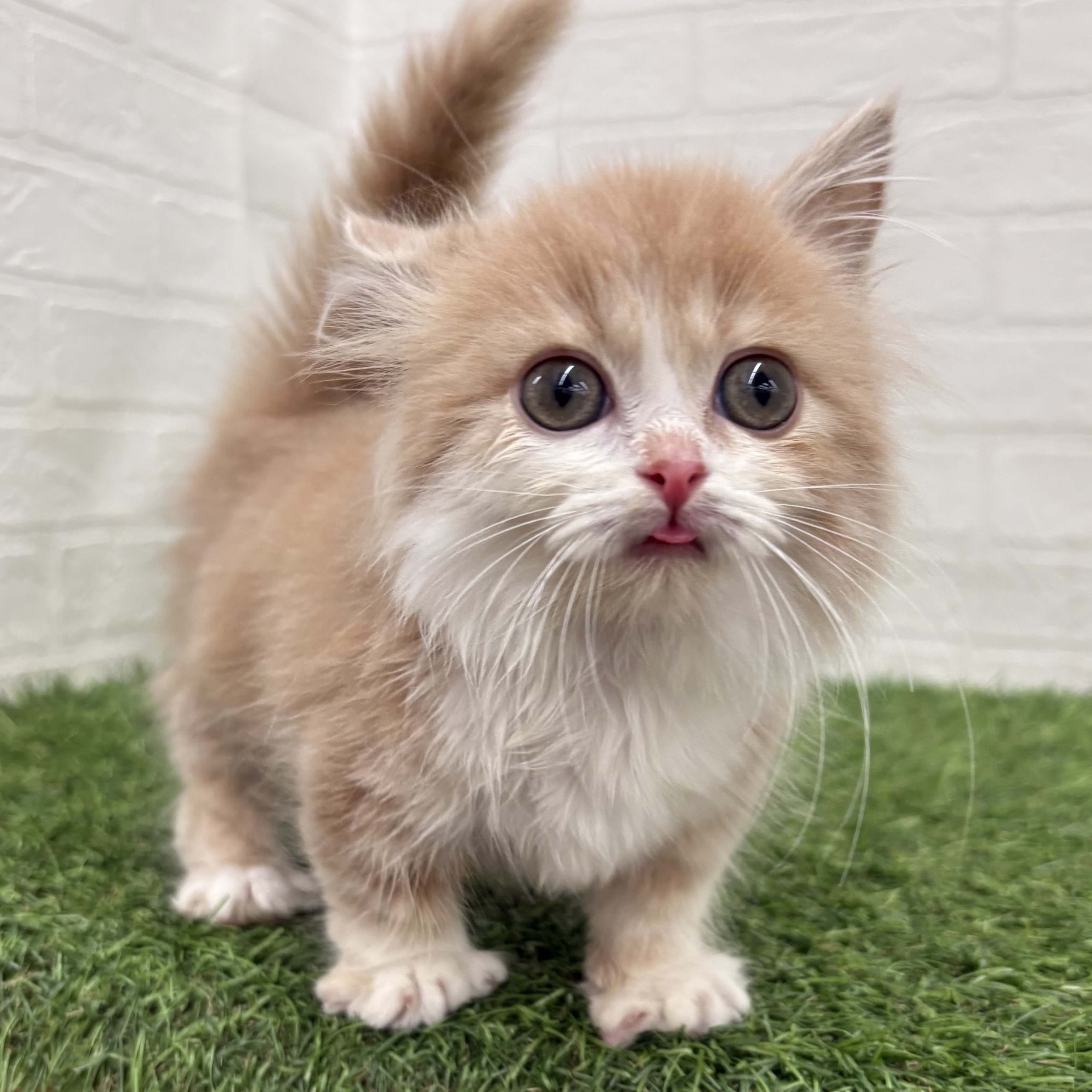 岐阜県のマンチカン (ワンニャンハウス岐阜柳津店/2026年2月24日生まれ/男の子/クリームタビーホワイト)の子猫の3枚目の画像