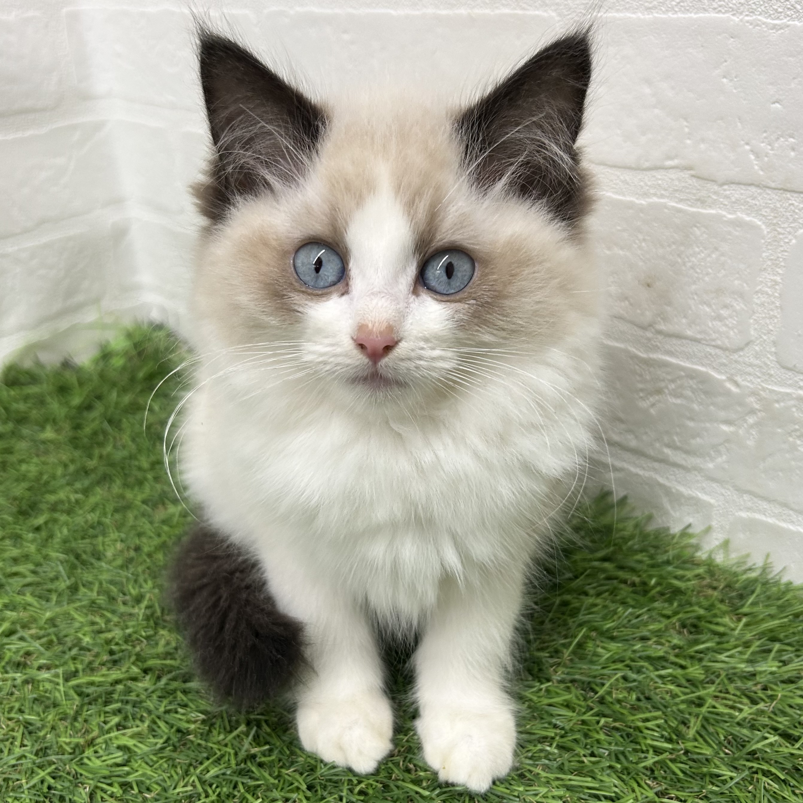 岐阜県のラグドール (ワンニャンハウス岐阜柳津店/2025年10月17日生まれ/女の子/シールポイントバイカラー)の子猫の1枚目の画像