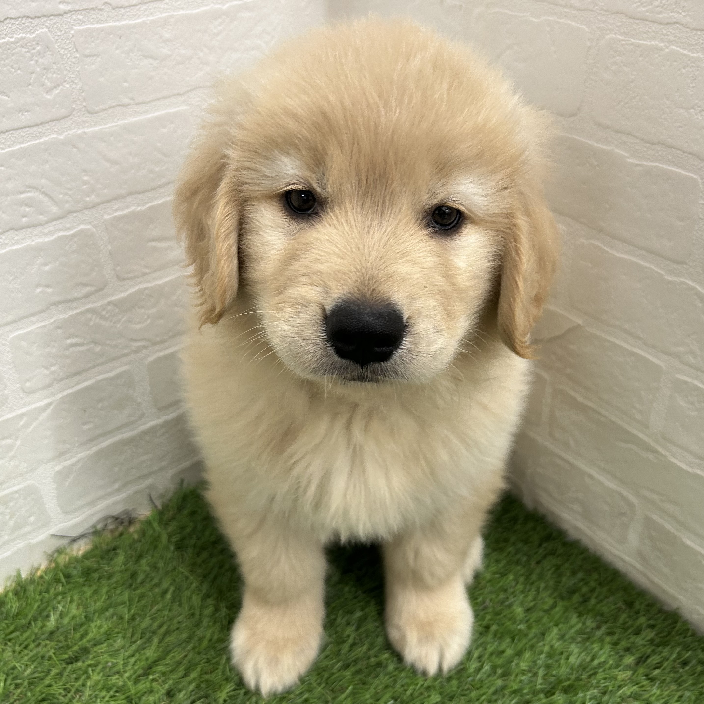 岐阜県のゴールデンレトリバー (ワンニャンハウス岐阜柳津店/2026年2月22日生まれ/女の子/ゴールデン)の子犬の3枚目の画像