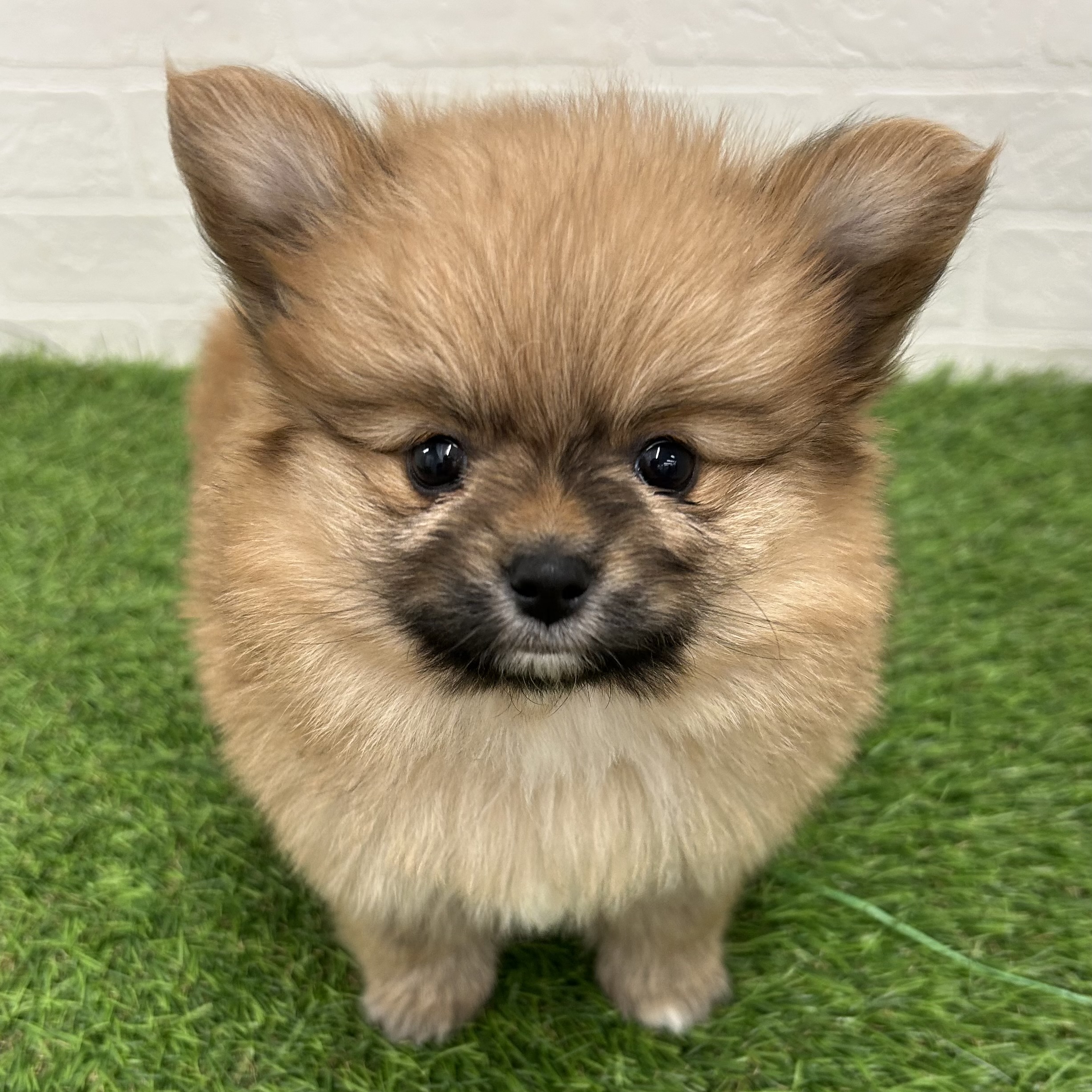 岐阜県のポメヨン/パピポメ/ポメパピ(ポメラニアン×パピヨン) (ワンニャンハウス岐阜柳津店/2025年10月13日生まれ/女の子/オレンジ)の子犬の1枚目の画像