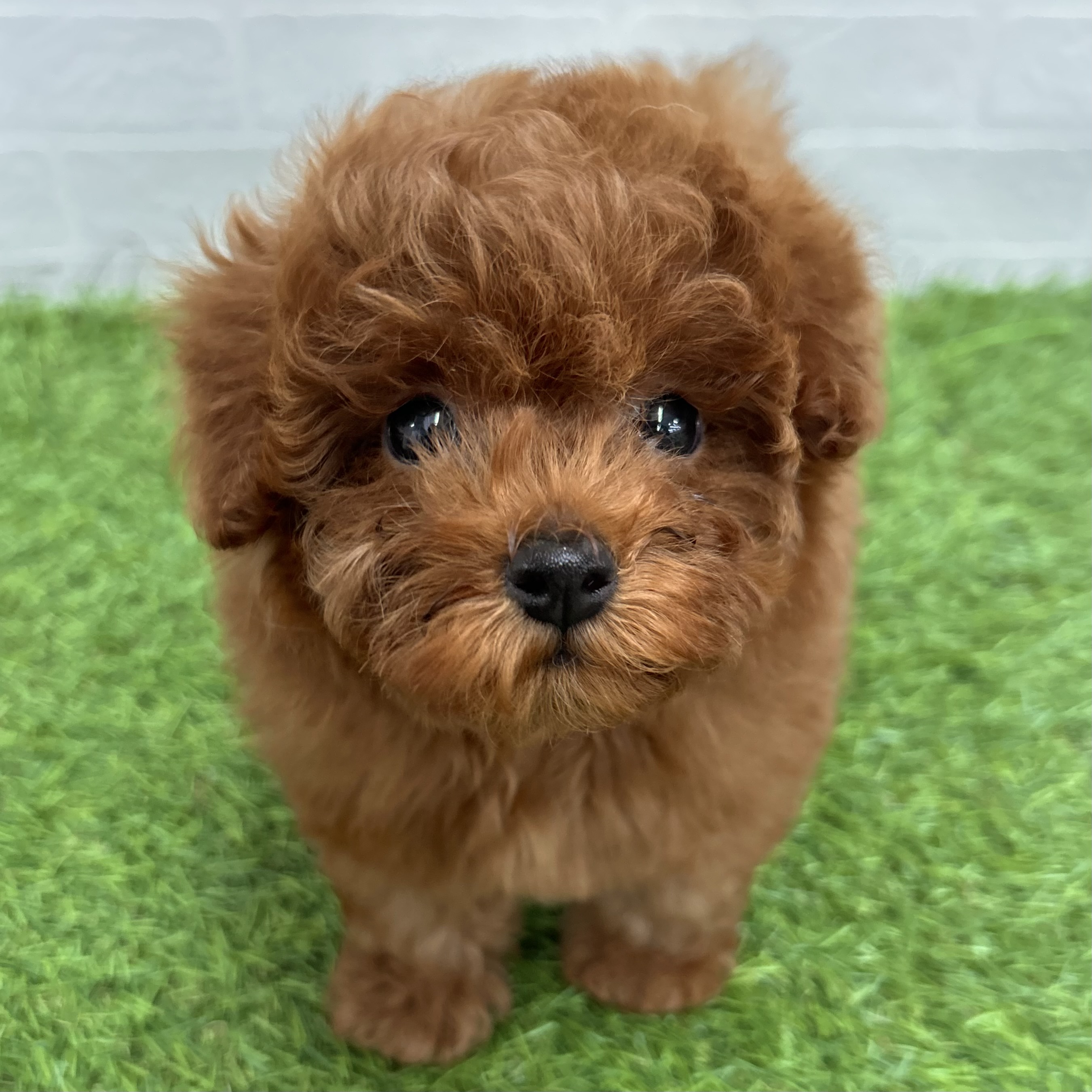 岐阜県のトイプードル(トイ) (ワンニャンハウス岐阜柳津店/2026年1月30日生まれ/女の子/レッドフォーン)の子犬の1枚目の画像