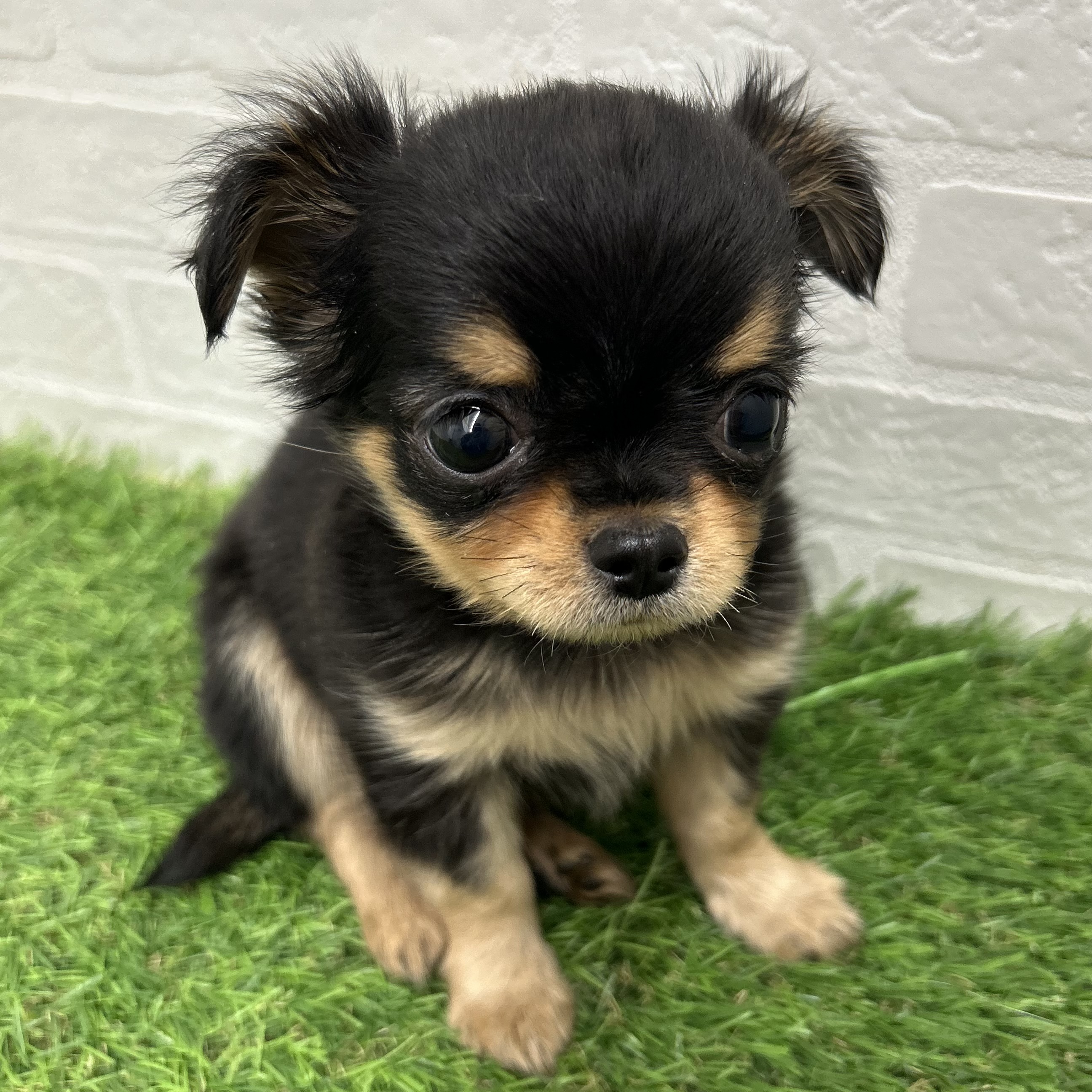 岐阜県のチワワ(ロング) (ワンニャンハウス岐阜柳津店/2025年10月12日生まれ/男の子/ブラックタン)の子犬の2枚目の画像