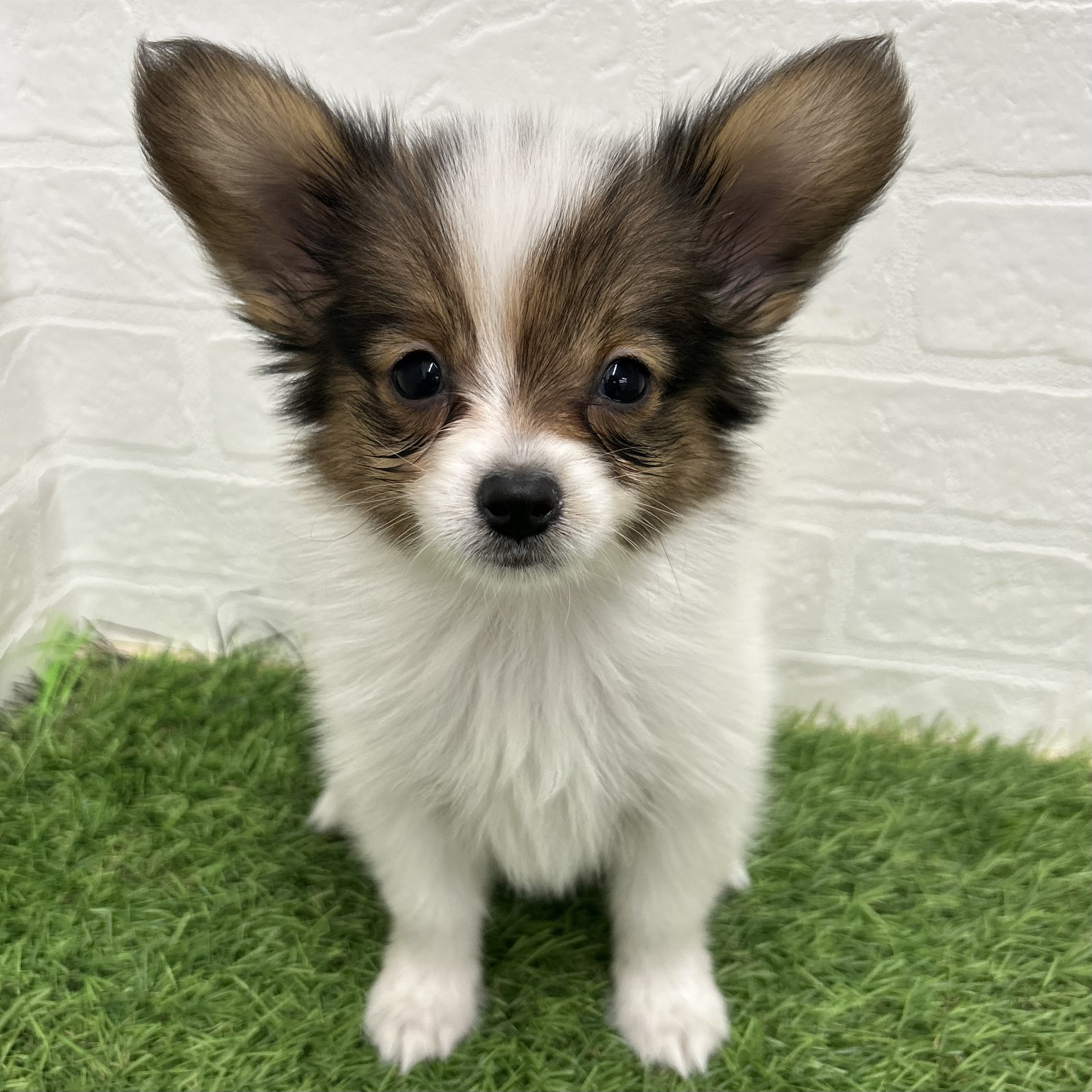 岐阜県のパピヨン (ワンニャンハウス岐阜柳津店/2025年8月29日生まれ/男の子/ホワイトブラウン)の子犬の1枚目の画像