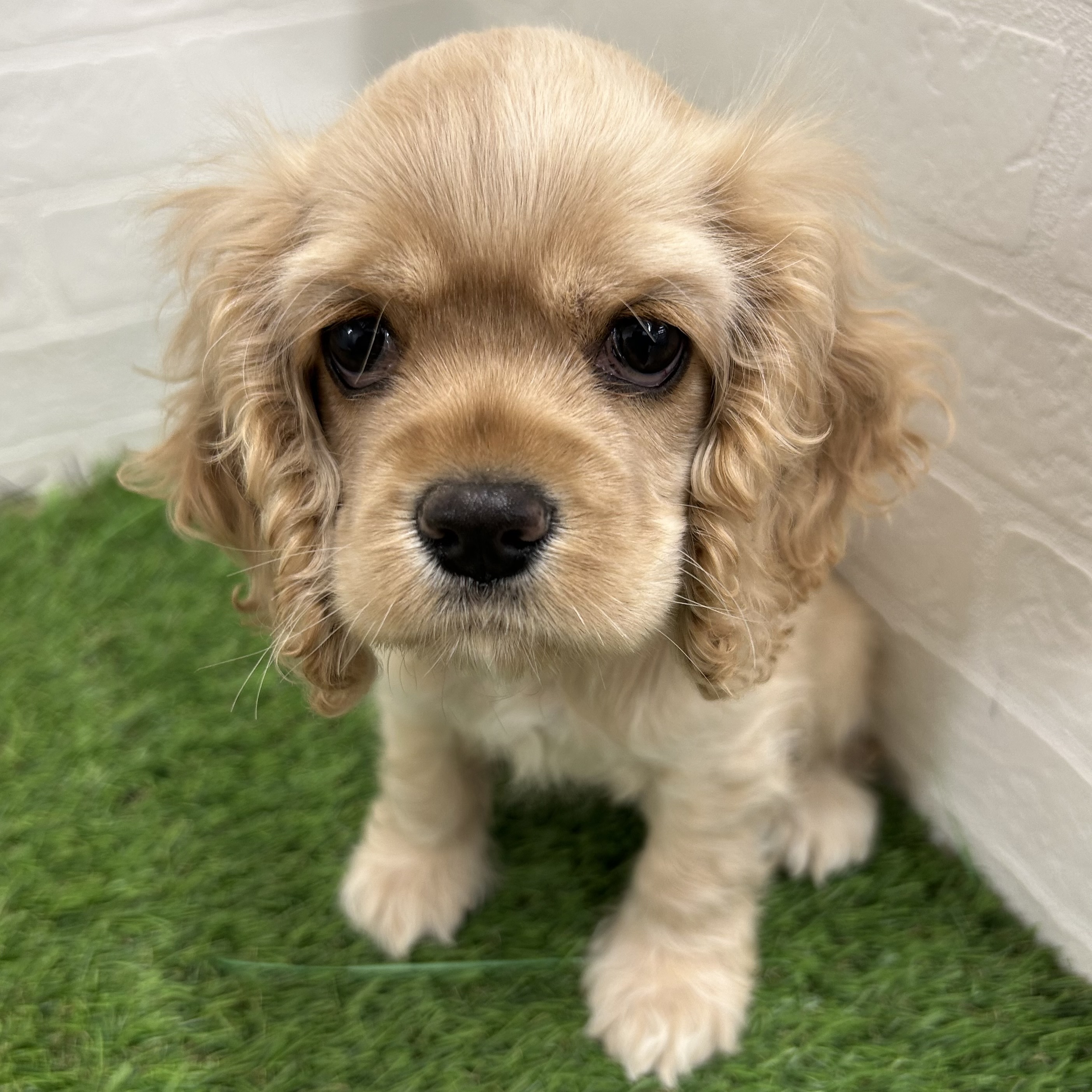 岐阜県のアメリカンコッカースパニエル (ワンニャンハウス岐阜柳津店/2025年11月1日生まれ/女の子/バフ)の子犬の3枚目の画像