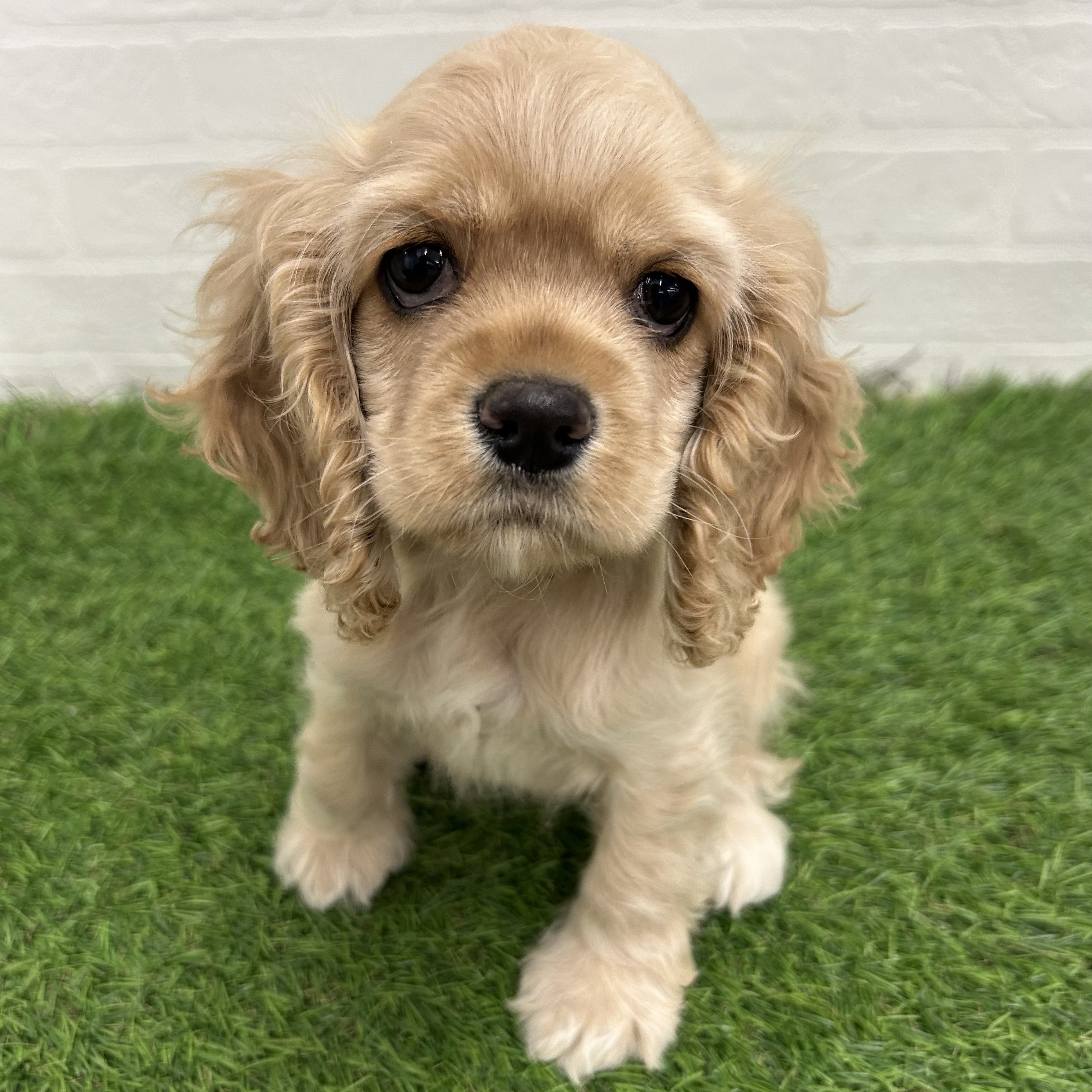 岐阜県のアメリカンコッカースパニエル (ワンニャンハウス岐阜柳津店/2025年11月1日生まれ/女の子/バフ)の子犬の1枚目の画像