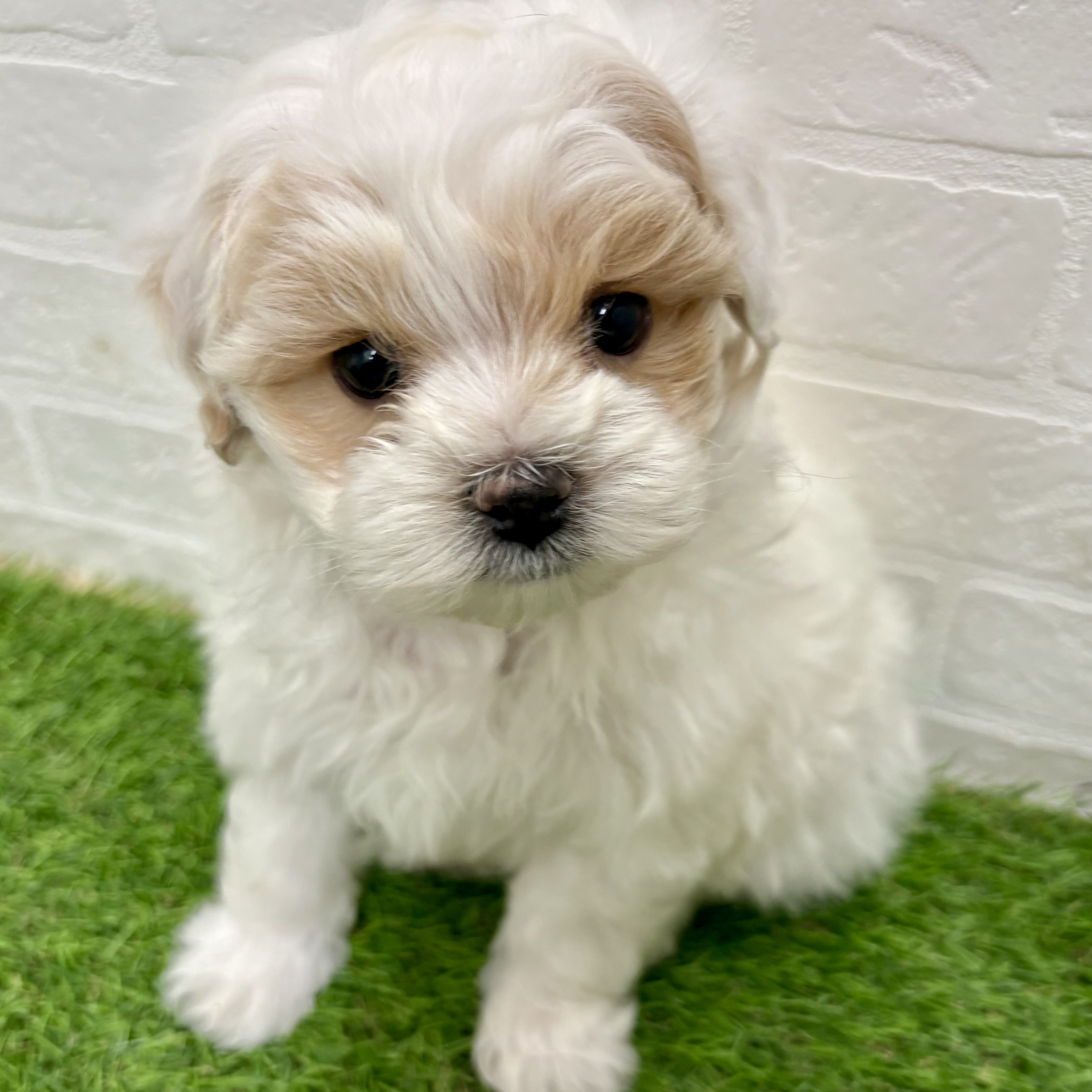 岐阜県のマルプー(マルチーズ×プードル) (ワンニャンハウス岐阜柳津店/2025年11月1日生まれ/男の子/レッドホワイト)の子犬の1枚目の画像