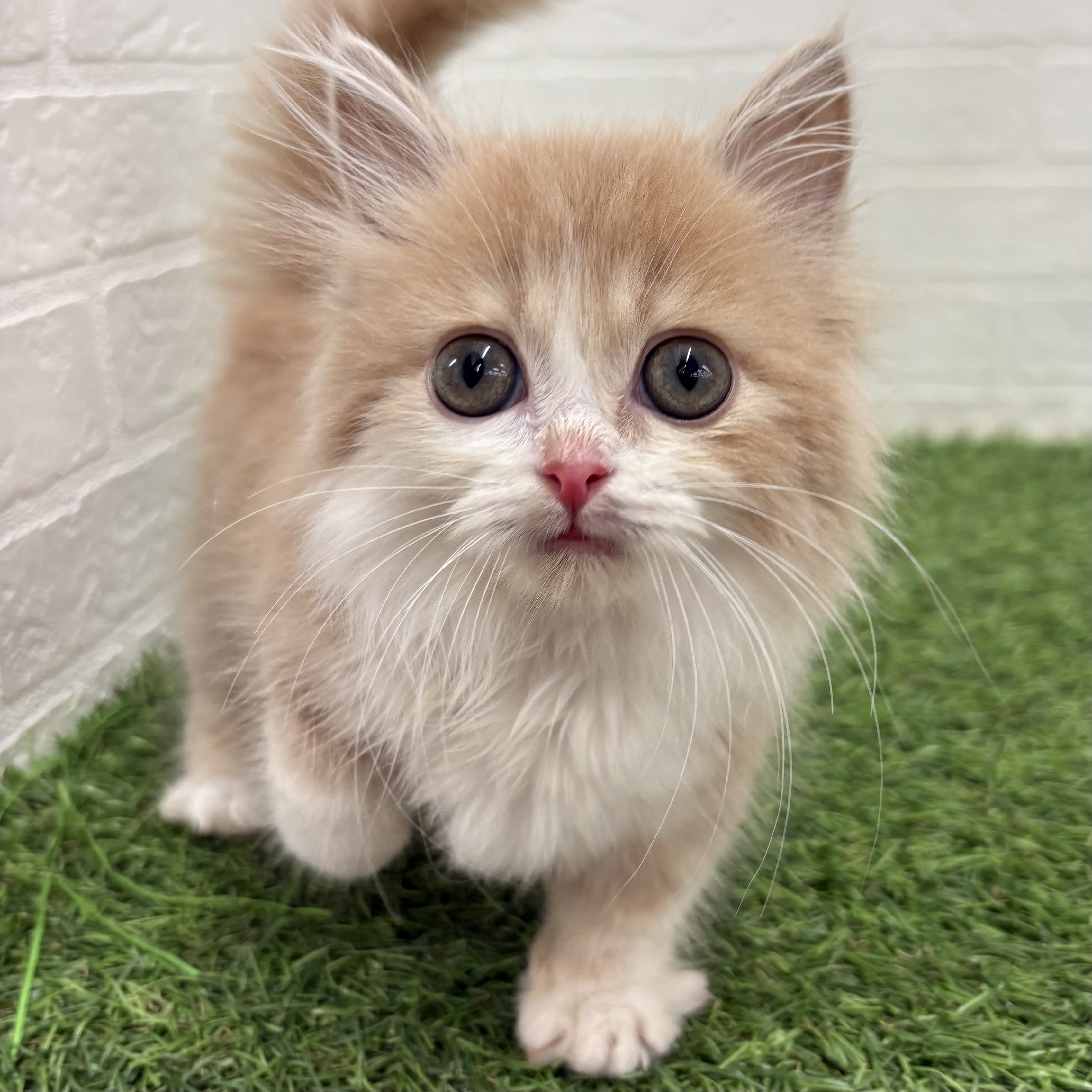 岐阜県のマンチカン (ワンニャンハウス岐阜柳津店/2026年2月24日生まれ/男の子/クリームタビーホワイト)の子猫の1枚目の画像