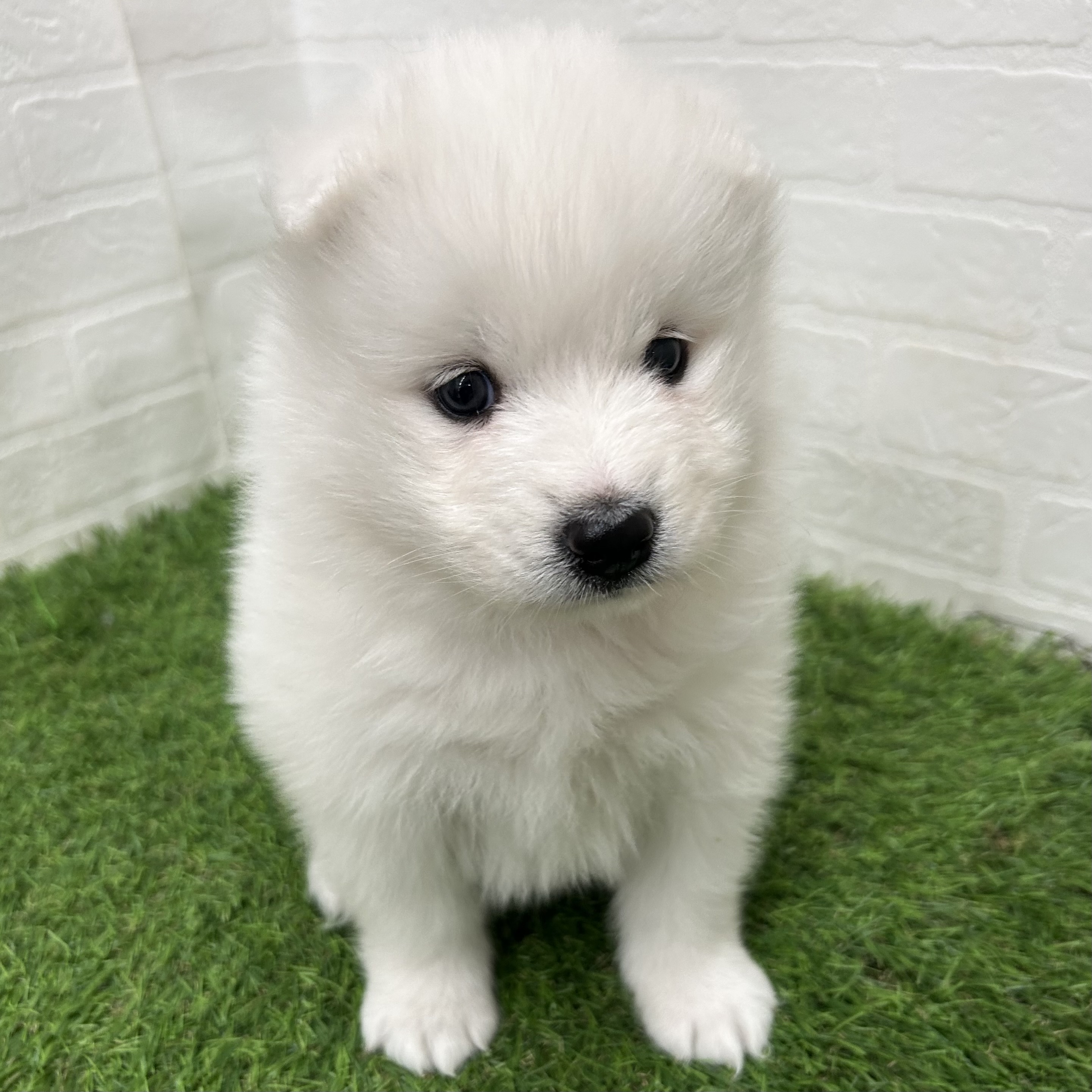 岐阜県のサモエド (ワンニャンハウス岐阜柳津店/2026年2月23日生まれ/女の子/ホワイト)の子犬の2枚目の画像