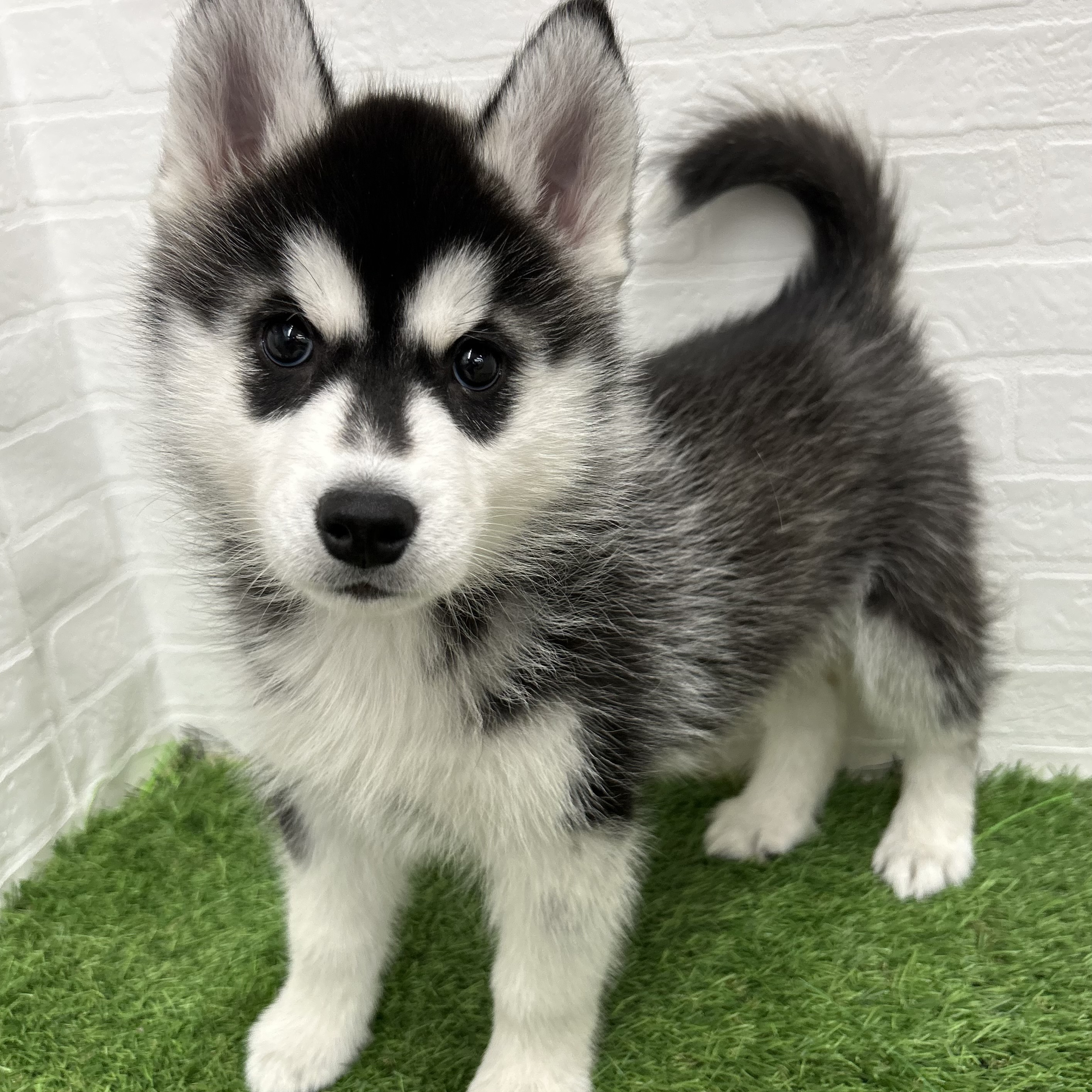 岐阜県のシベリアンハスキー (ワンニャンハウス岐阜柳津店/2025年10月26日生まれ/女の子/ブラックホワイト)の子犬の1枚目の画像