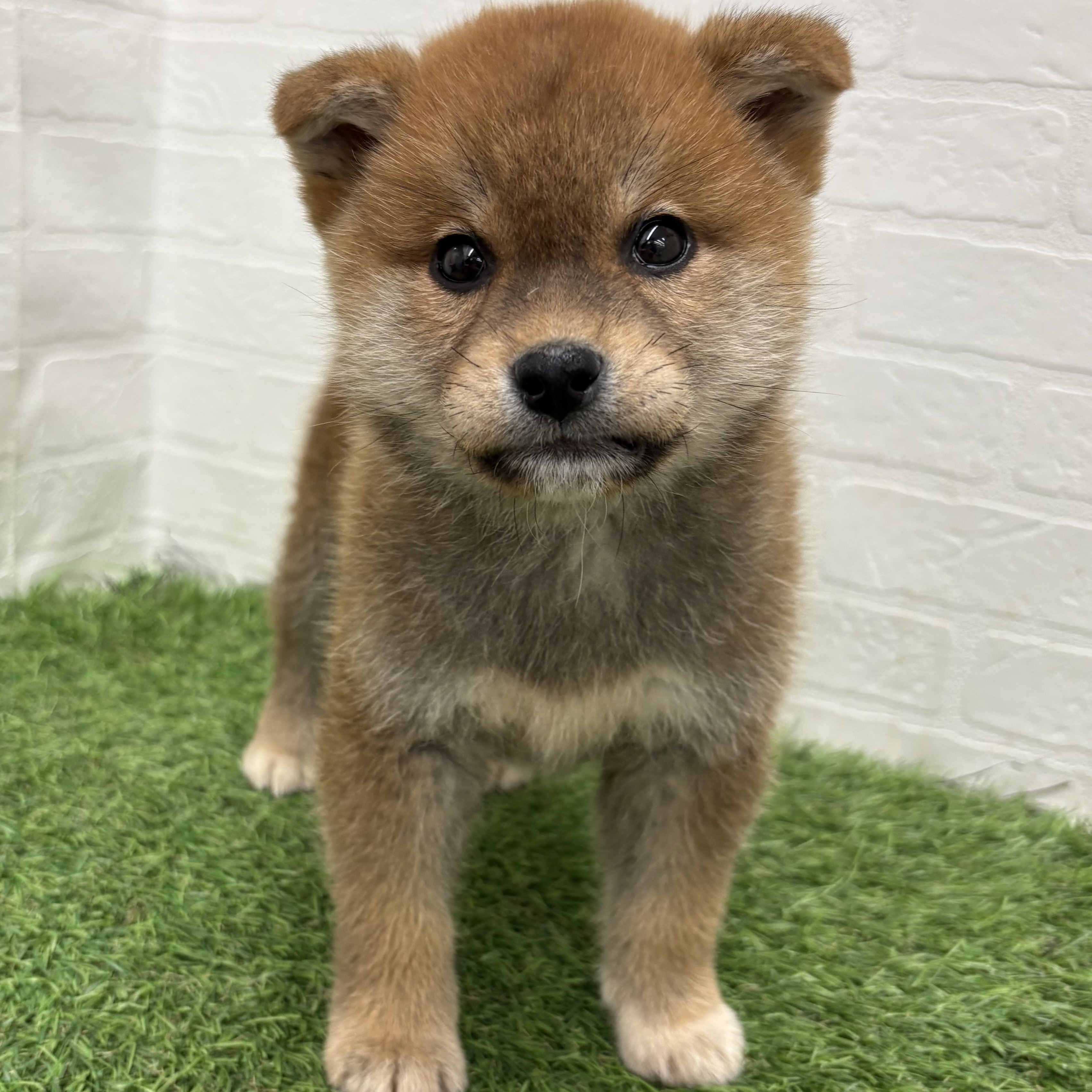 岐阜県の柴犬(標準サイズ) (ワンニャンハウス岐阜柳津店/2026年1月29日生まれ/男の子/赤)の子犬の1枚目の画像
