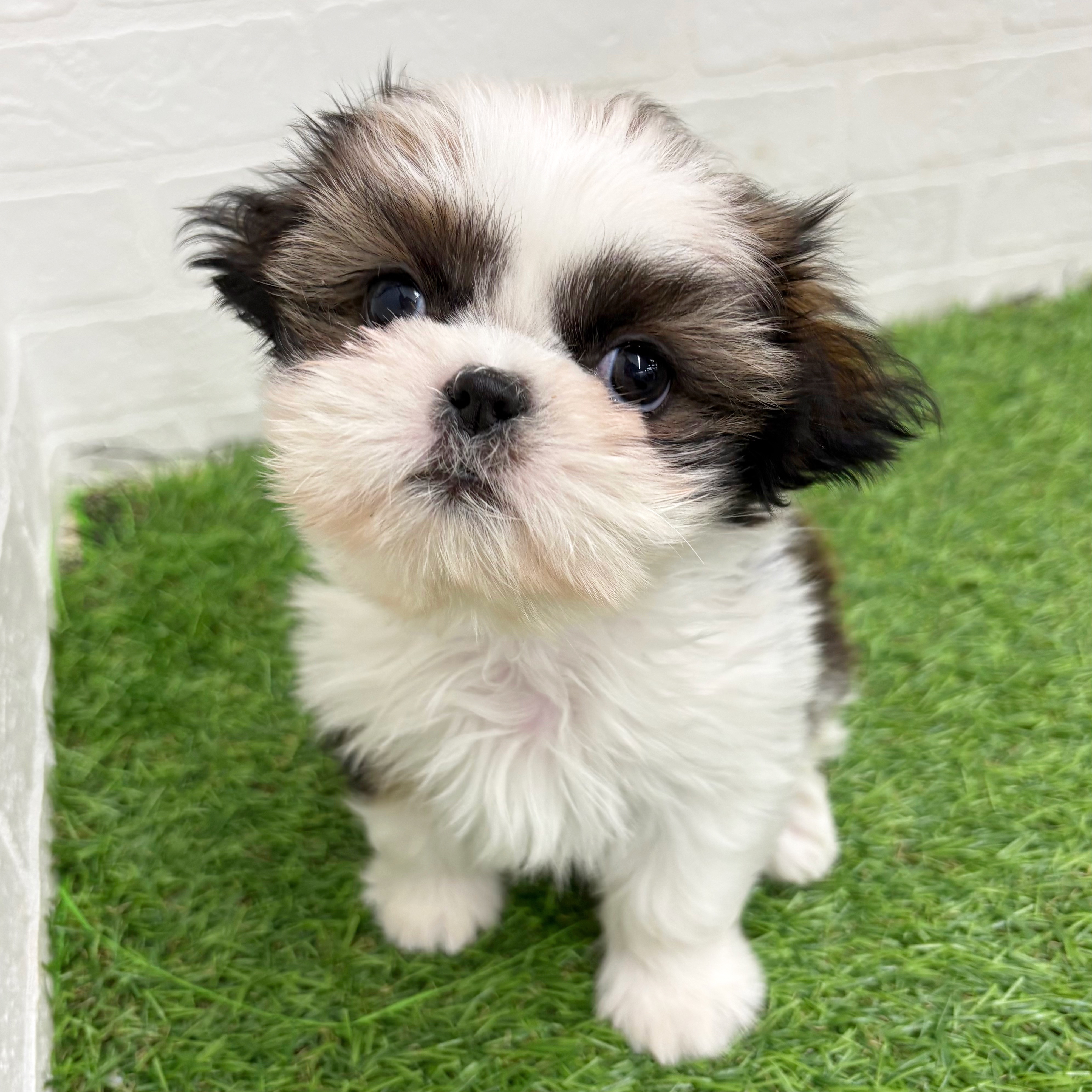 岐阜県のシーズー (ワンニャンハウス岐阜柳津店/2026年1月18日生まれ/女の子/ゴールドホワイト)の子犬の2枚目の画像