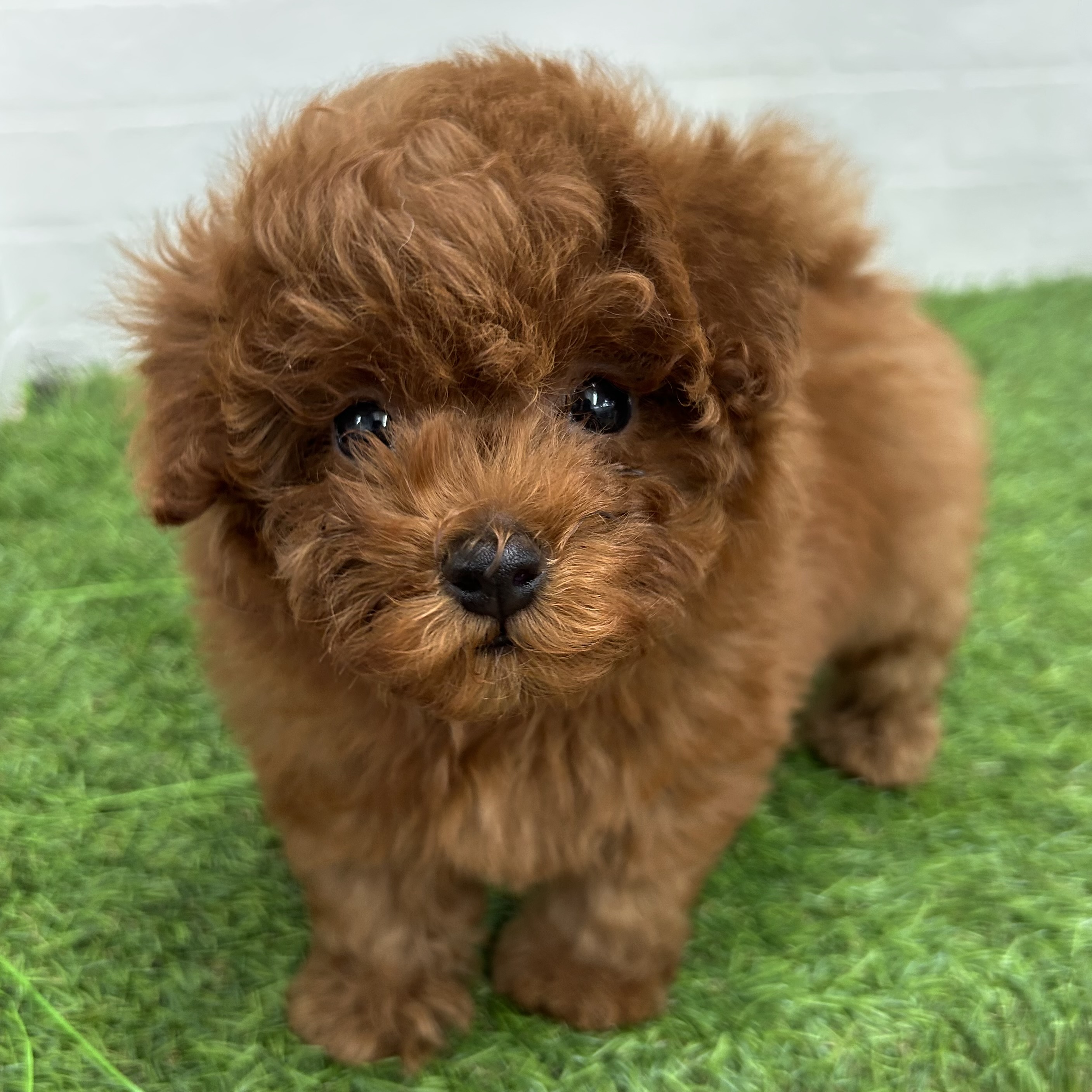 岐阜県のトイプードル(トイ) (ワンニャンハウス岐阜柳津店/2026年1月30日生まれ/女の子/レッドフォーン)の子犬の3枚目の画像