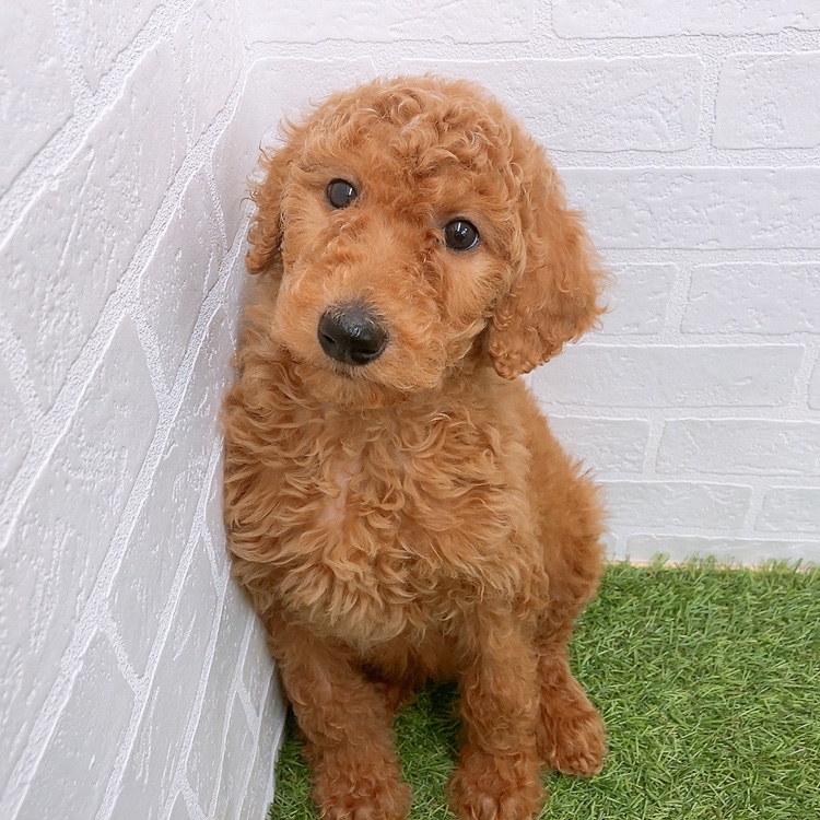 岐阜県のスタンダードプードル (ワンニャンハウス岐阜柳津店/2025年11月17日生まれ/女の子/レッド)の子犬の1枚目の画像