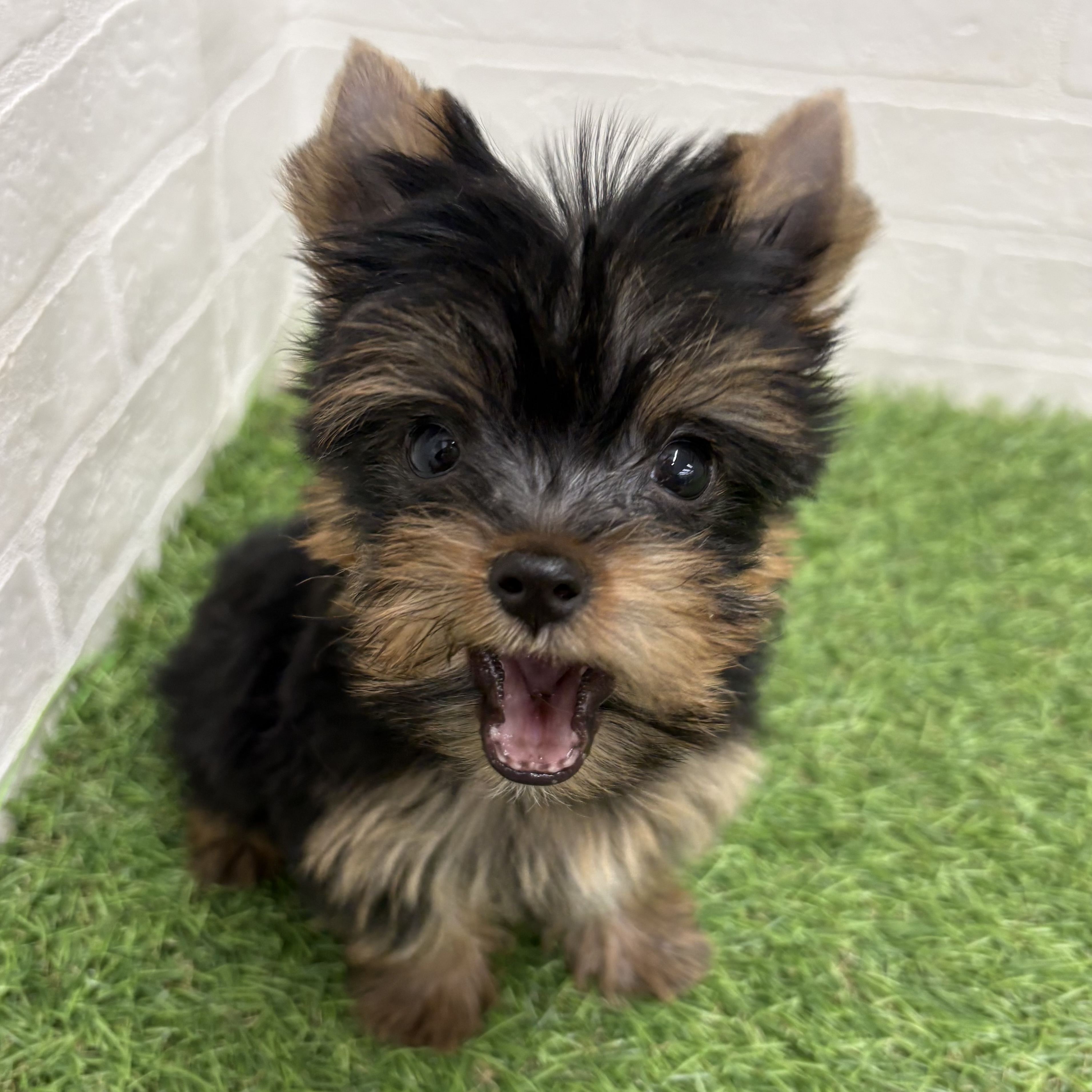 岐阜県のヨークシャーテリア (ワンニャンハウス岐阜柳津店/2026年2月9日生まれ/女の子/スチールブルータン)の子犬の3枚目の画像