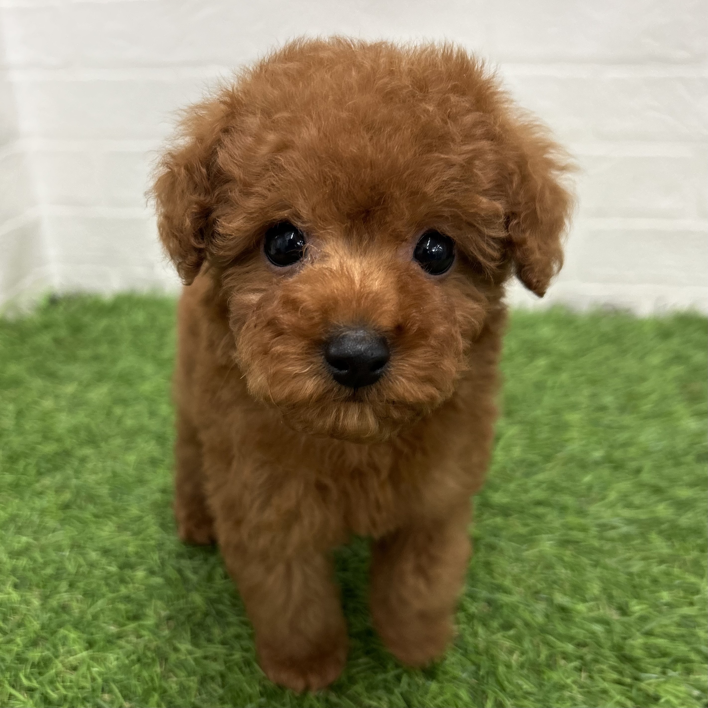 岐阜県のトイプードル(トイ) (ワンニャンハウス岐阜柳津店/2026年2月23日生まれ/男の子/レッド)の子犬の1枚目の画像