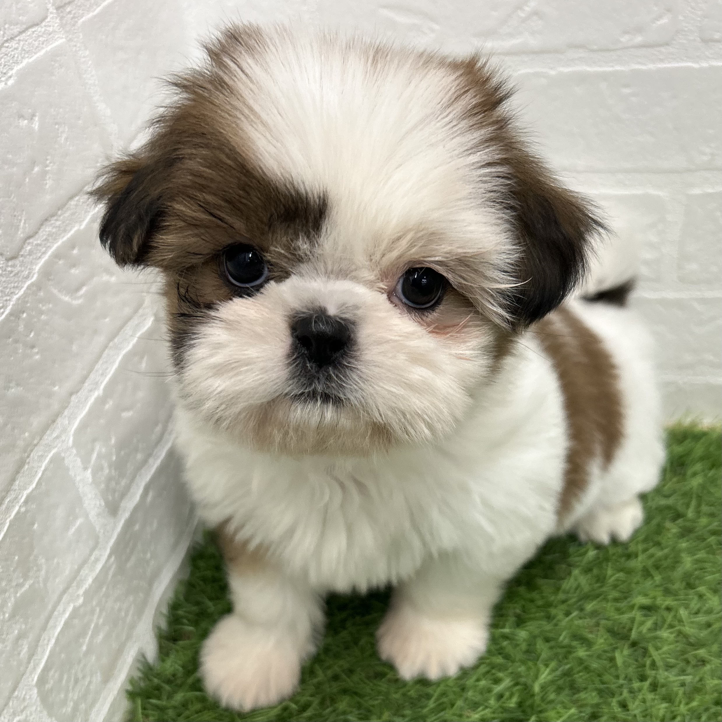 岐阜県のシーズー (ワンニャンハウス岐阜柳津店/2025年10月5日生まれ/女の子/ホワイトゴールド)の子犬の1枚目の画像