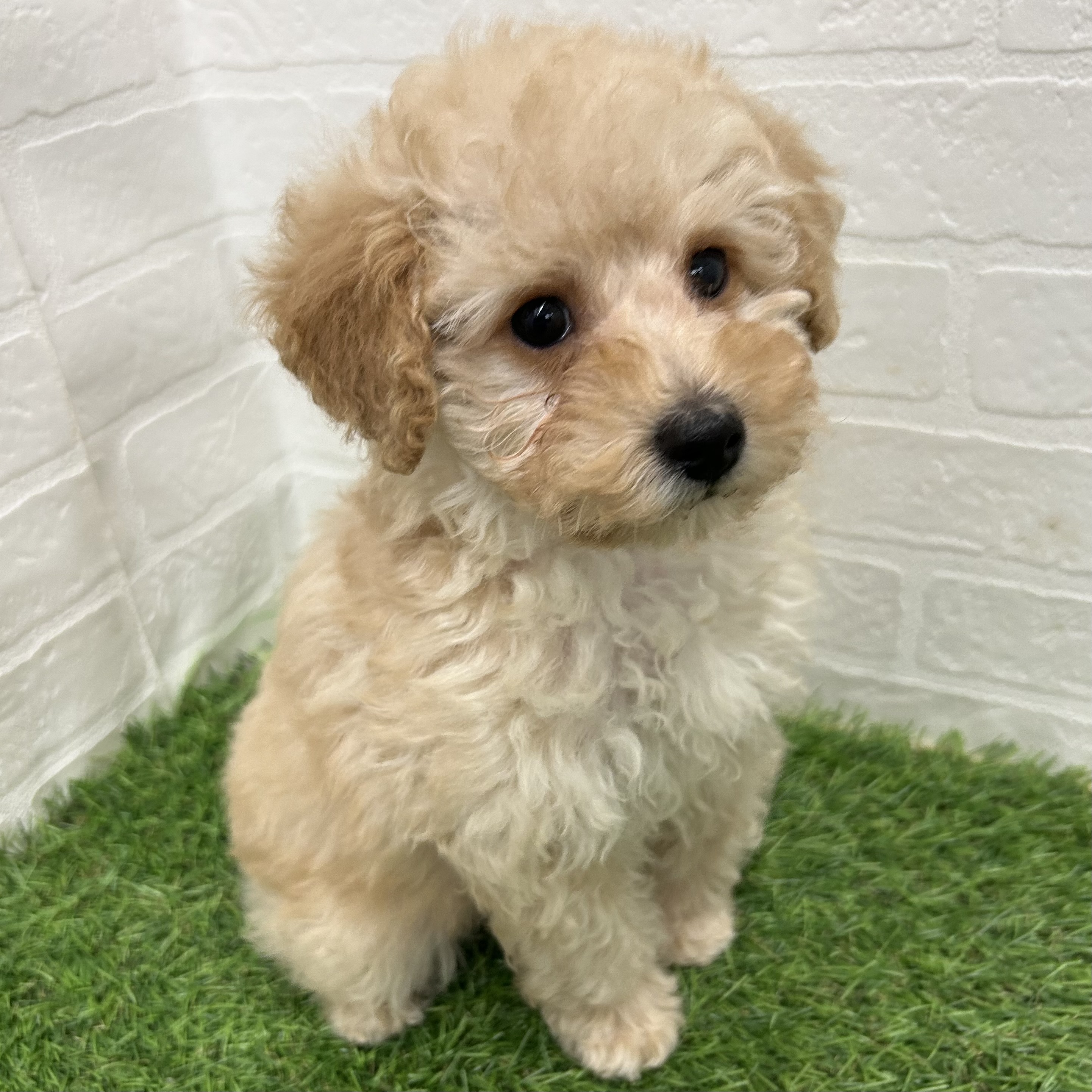 岐阜県のトイプードル(トイ) (ワンニャンハウス岐阜柳津店/2025年10月23日生まれ/男の子/クリーム)の子犬の2枚目の画像