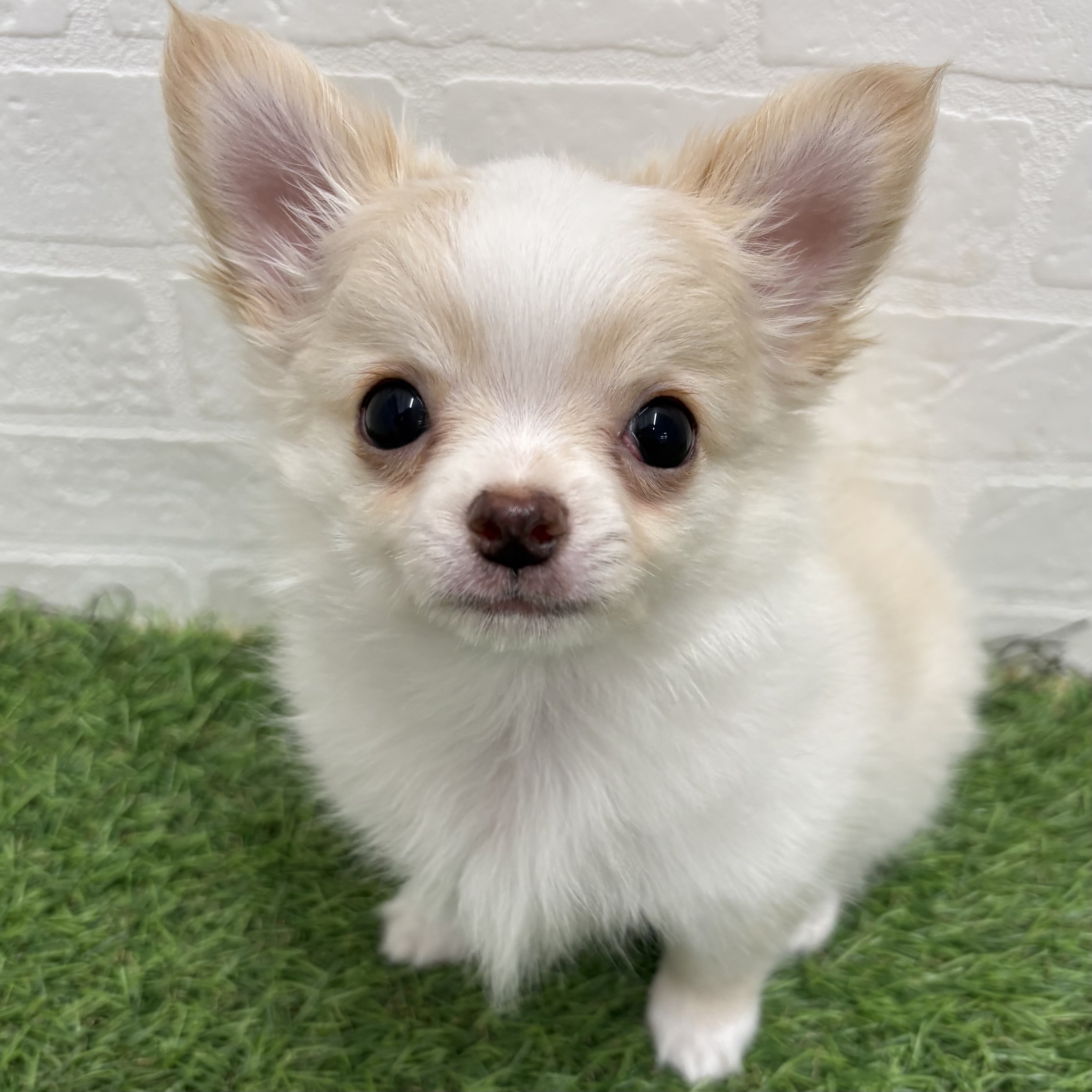 岐阜県のチワワ(ロング) (ワンニャンハウス岐阜柳津店/2026年2月22日生まれ/男の子/クリームホワイト)の子犬