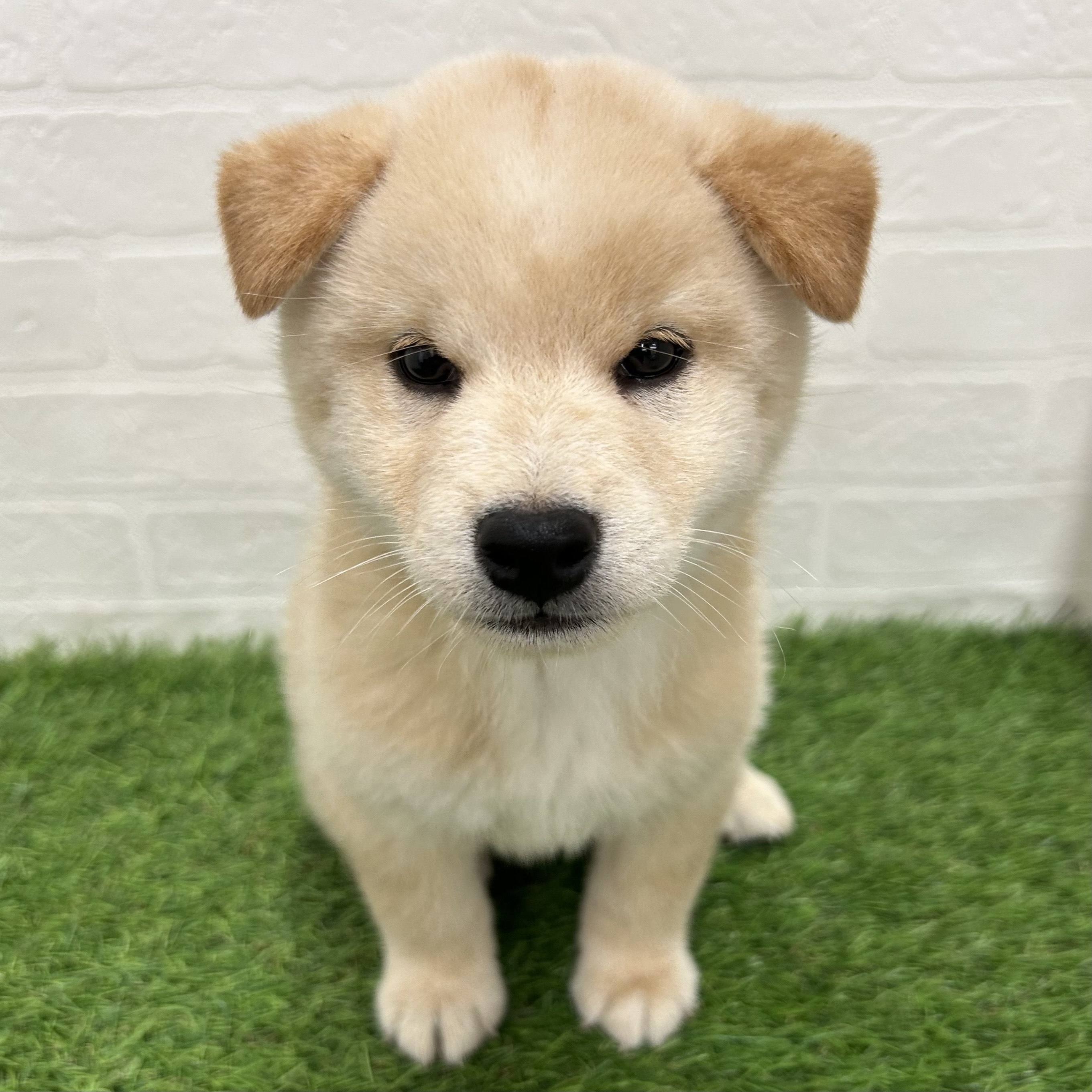岐阜県の柴犬(標準サイズ) (ワンニャンハウス岐阜柳津店/2025年8月4日生まれ/男の子/淡赤)の子犬の1枚目の画像