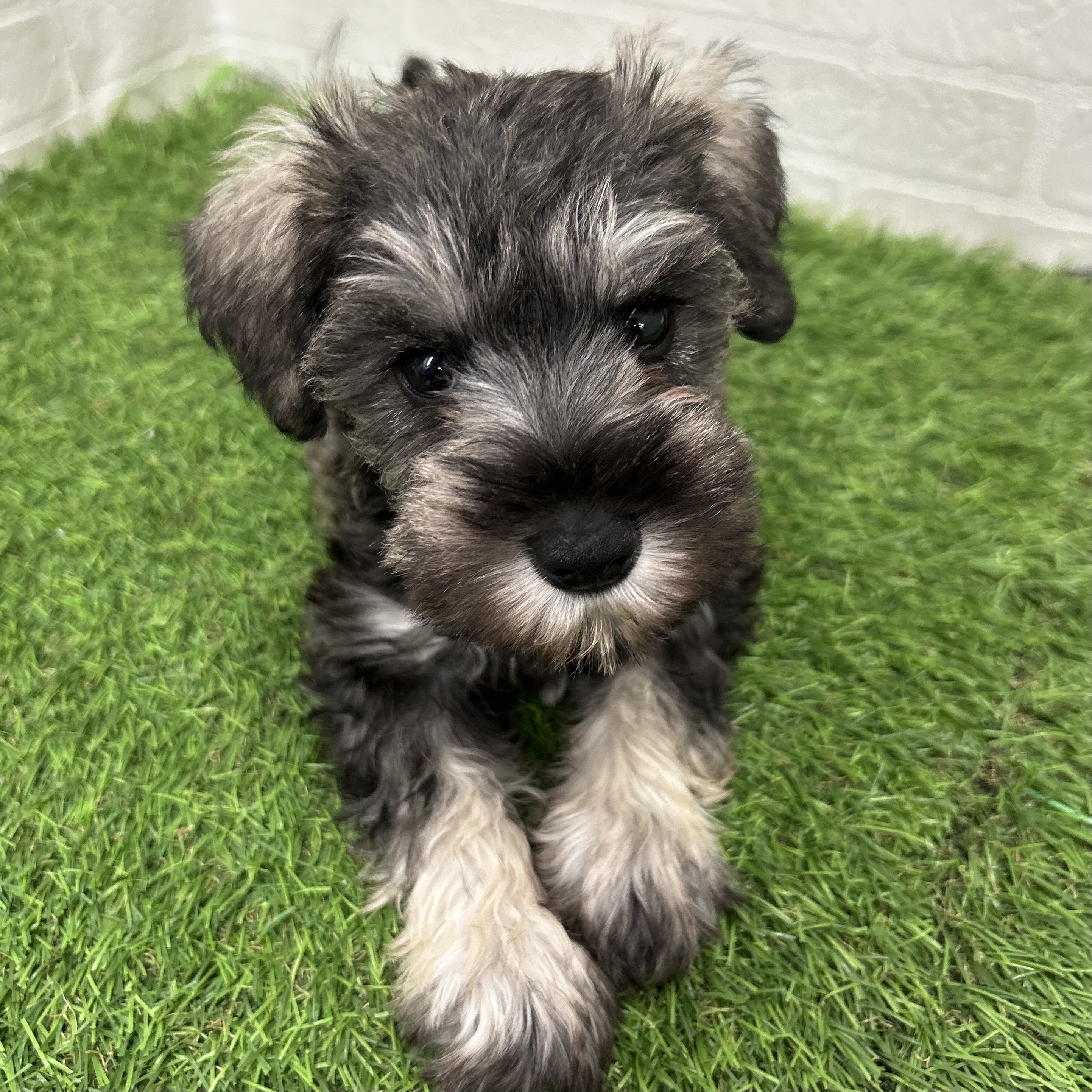 岐阜県のミニチュアシュナウザー (ワンニャンハウス岐阜柳津店/2025年12月29日生まれ/女の子/ソルトペッパー)の子犬の1枚目の画像