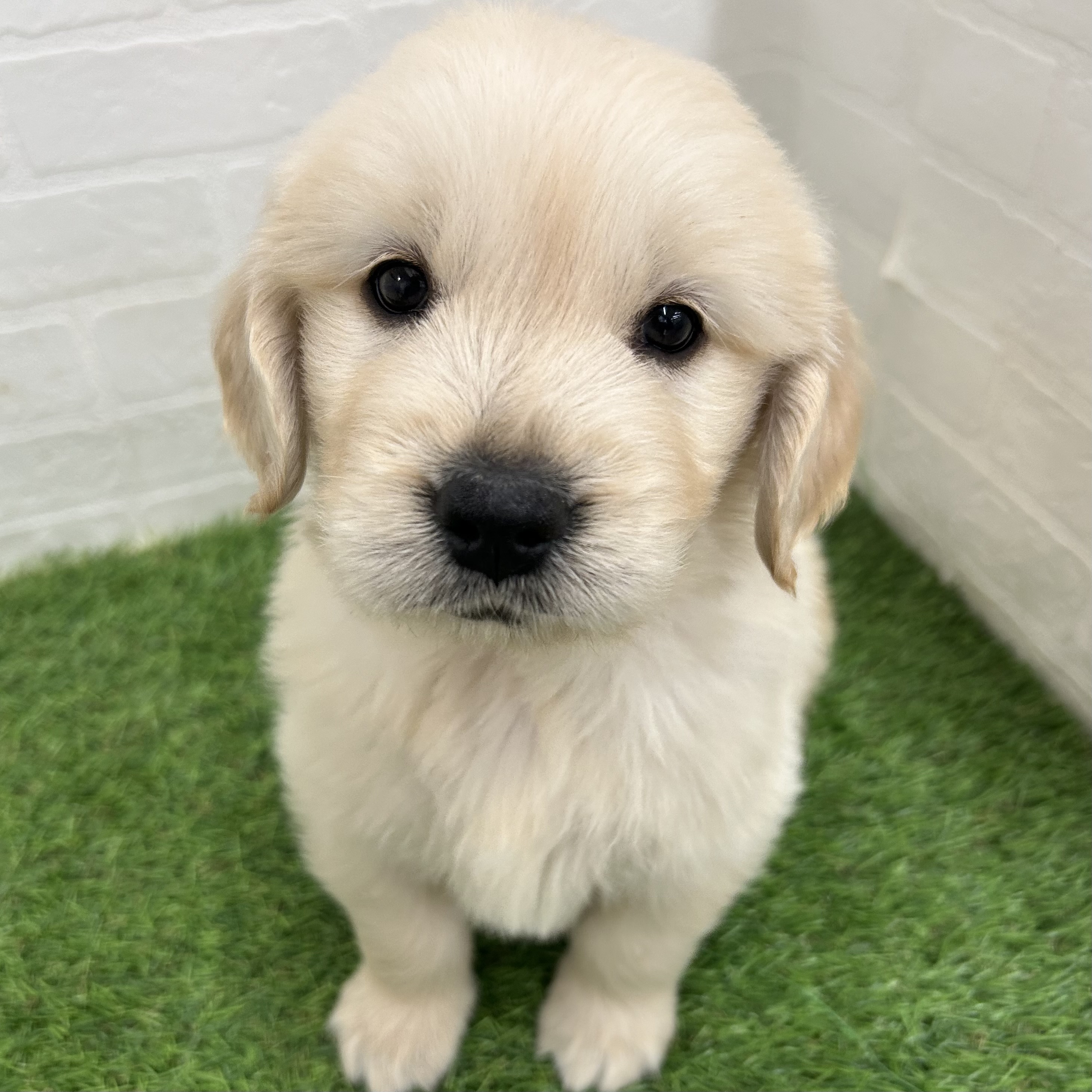 岐阜県のゴールデンレトリバー (ワンニャンハウス岐阜柳津店/2025年10月29日生まれ/男の子/クリーム)の子犬の1枚目の画像