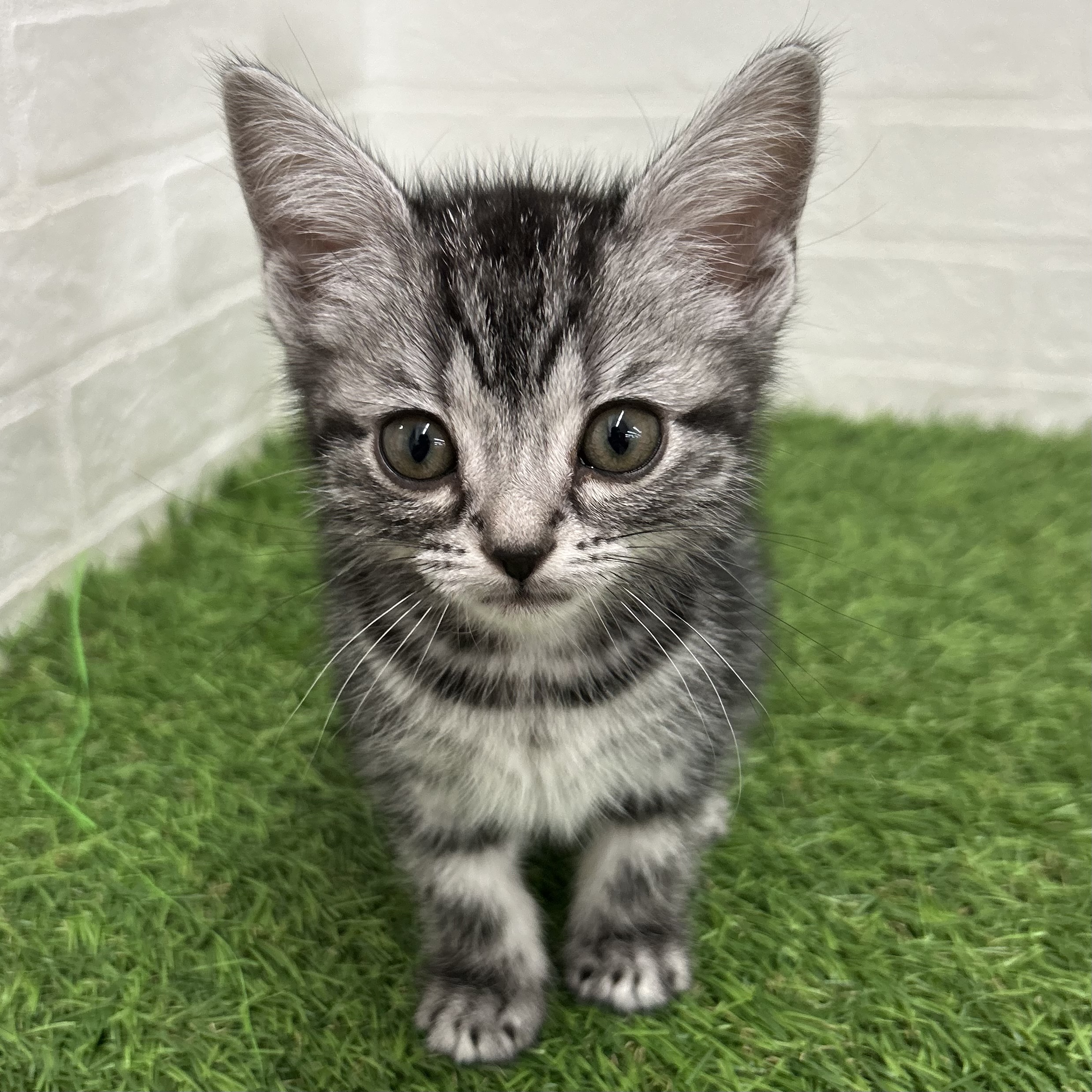 岐阜県のアメリカンショートヘアー (ワンニャンハウス岐阜柳津店/2025年10月19日生まれ/男の子/シルバータビー)の子猫の1枚目の画像