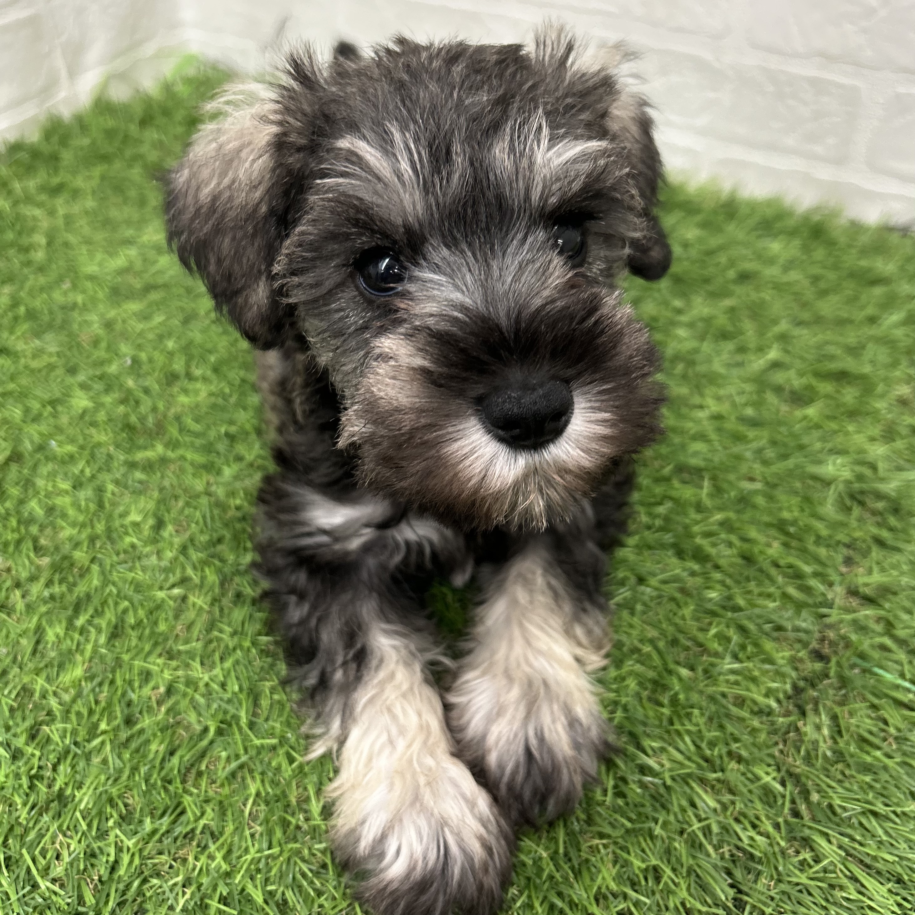 岐阜県のミニチュアシュナウザー (ワンニャンハウス岐阜柳津店/2025年12月29日生まれ/女の子/ソルトペッパー)の子犬の2枚目の画像