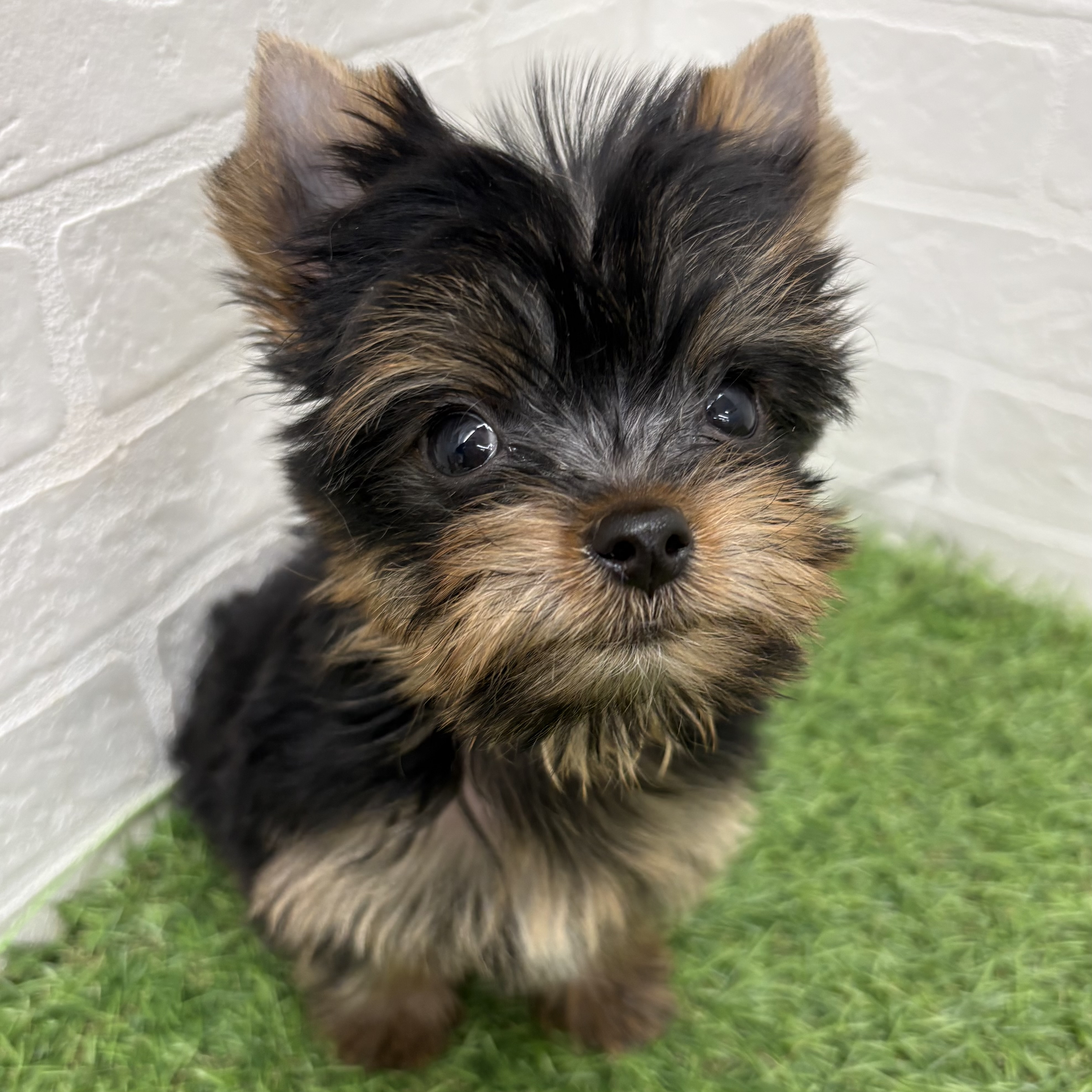 岐阜県のヨークシャーテリア (ワンニャンハウス岐阜柳津店/2026年2月9日生まれ/女の子/スチールブルータン)の子犬の2枚目の画像