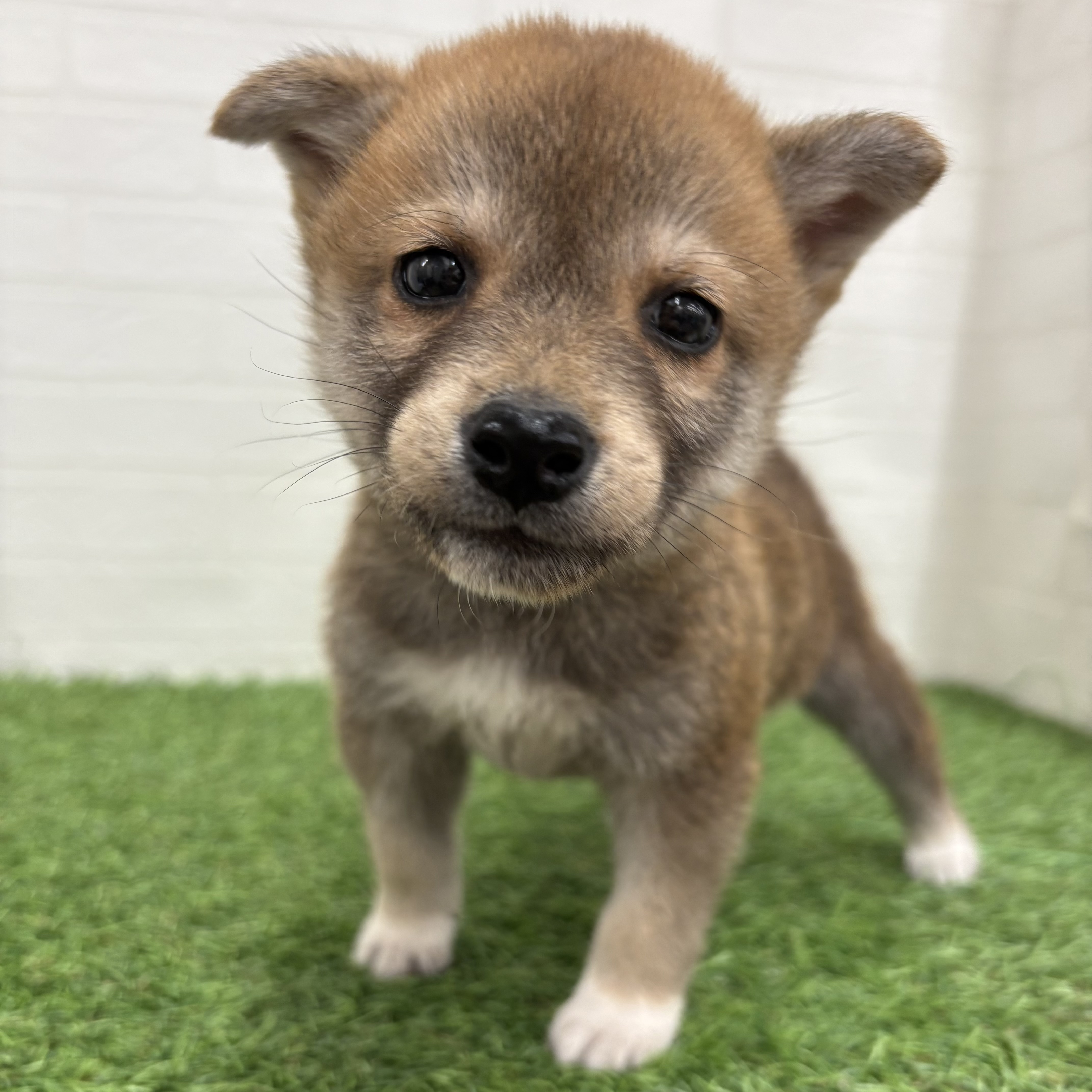 岐阜県の柴犬(標準サイズ) (ワンニャンハウス岐阜柳津店/2026年2月20日生まれ/男の子/赤)の子犬の2枚目の画像