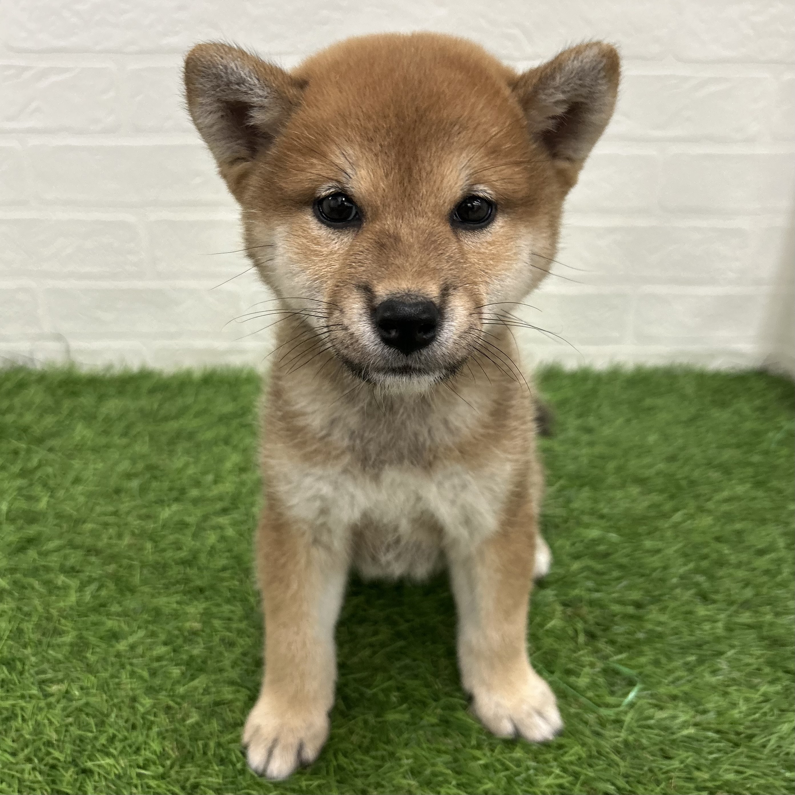 岐阜県の柴犬(標準サイズ) (ワンニャンハウス岐阜柳津店/2025年8月26日生まれ/女の子/赤)の子犬の1枚目の画像