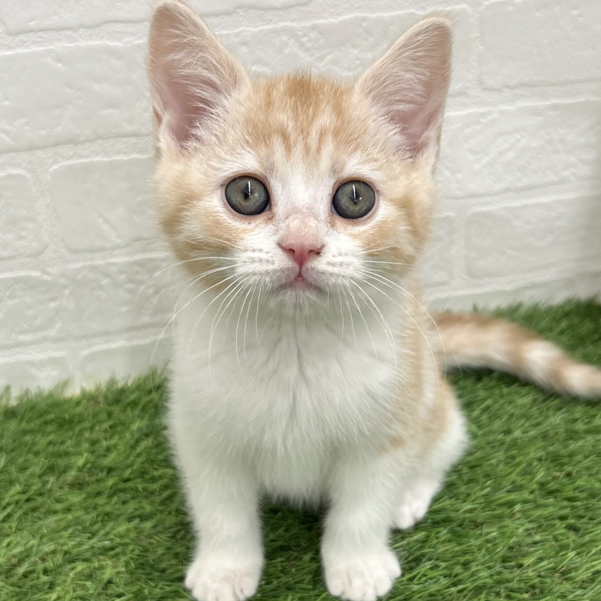 岐阜県のスコティッシュフォールド (ワンニャンハウス岐阜柳津店/2025年10月16日生まれ/女の子/レッドタビーホワイト)の子猫の1枚目の画像