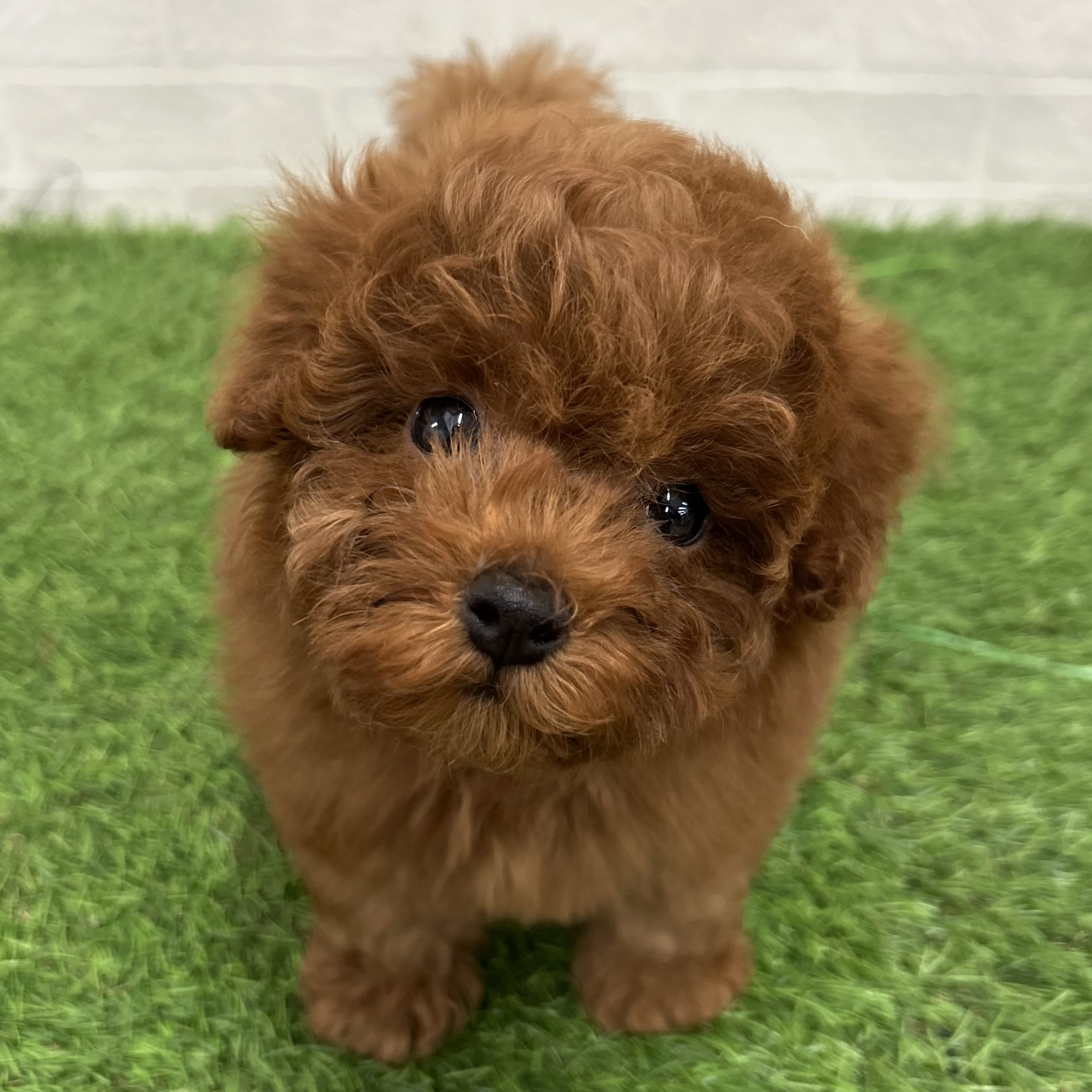 岐阜県のトイプードル(トイ) (ワンニャンハウス岐阜柳津店/2026年1月30日生まれ/女の子/レッドフォーン)の子犬の2枚目の画像