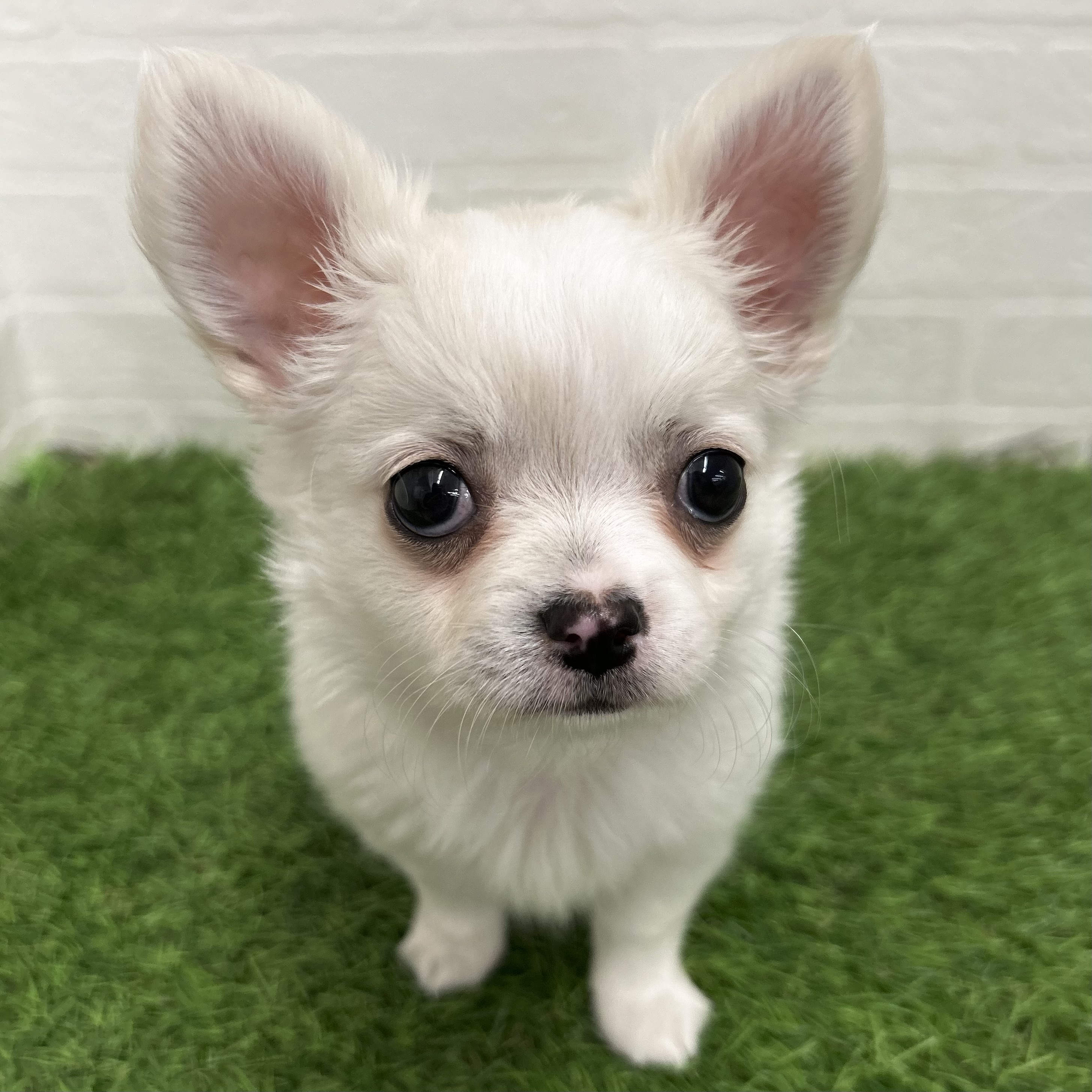 岐阜県のチワワ(ロング) (ワンニャンハウス岐阜柳津店/2025年10月5日生まれ/男の子/クリーム)の子犬の1枚目の画像