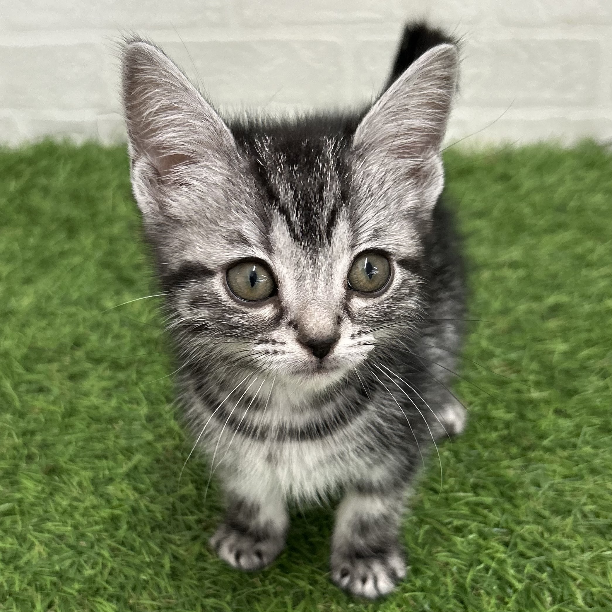 岐阜県のアメリカンショートヘアー (ワンニャンハウス岐阜柳津店/2025年10月19日生まれ/男の子/シルバータビー)の子猫の2枚目の画像