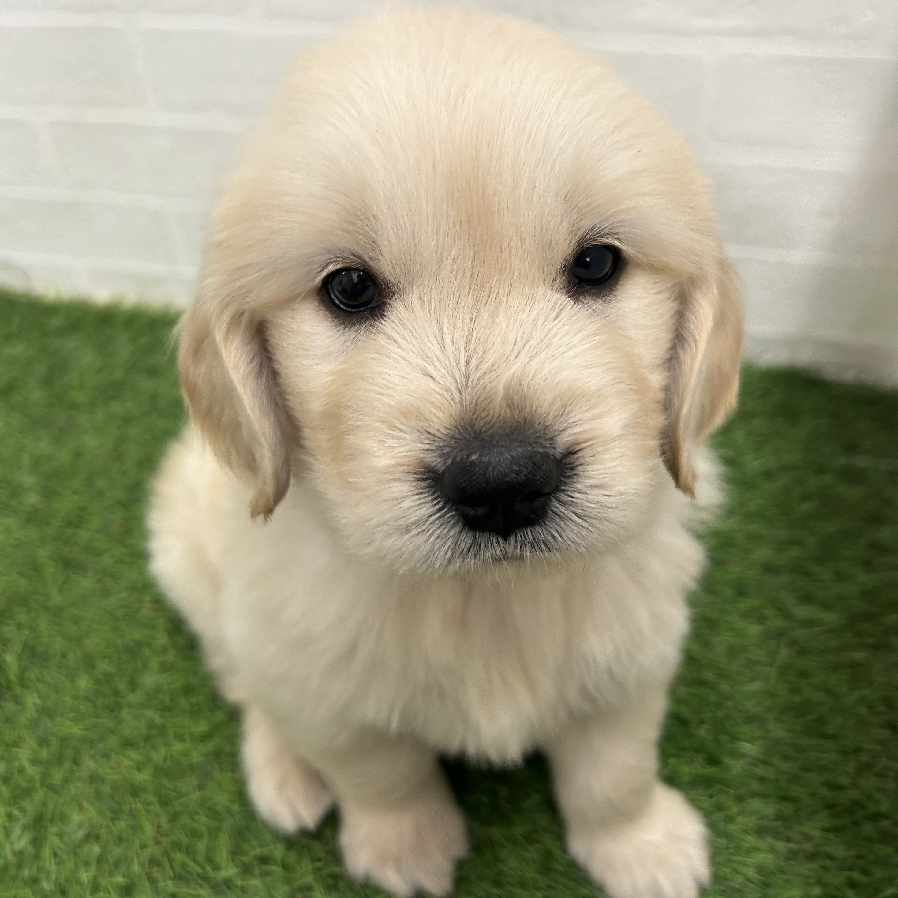 岐阜県のゴールデンレトリバー (ワンニャンハウス岐阜柳津店/2025年10月29日生まれ/男の子/クリーム)の子犬の2枚目の画像
