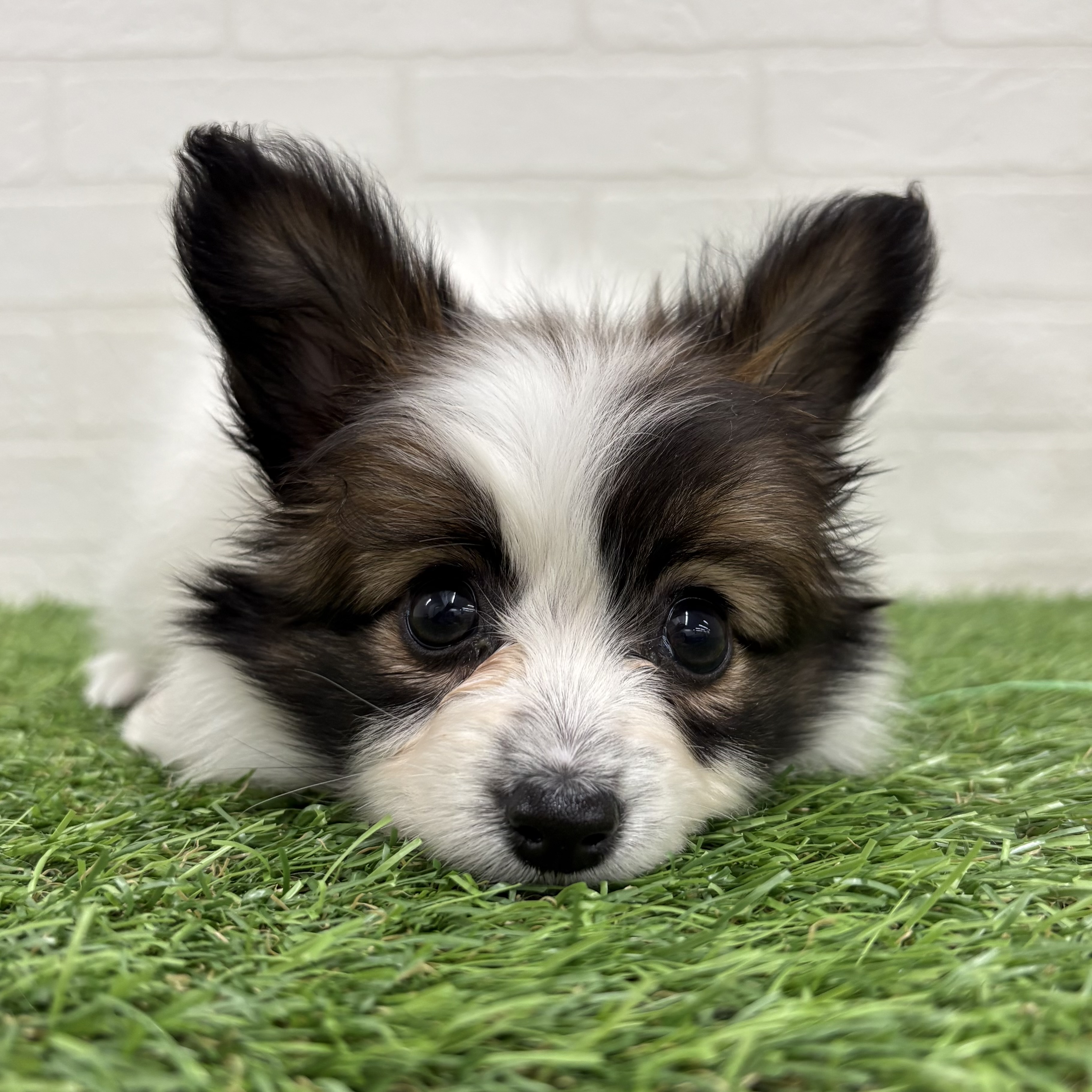 岐阜県のパピヨン (ワンニャンハウス岐阜柳津店/2026年1月27日生まれ/女の子/ホワイトブラウン)の子犬の3枚目の画像