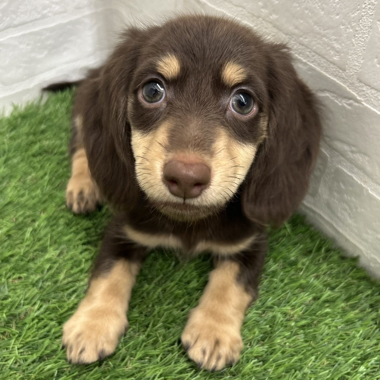 岐阜県のミニチュアダックスフンド(ロング) (ワンニャンハウス岐阜柳津店/2025年8月25日生まれ/男の子/チョコレートイエロー)の子犬の2枚目の画像