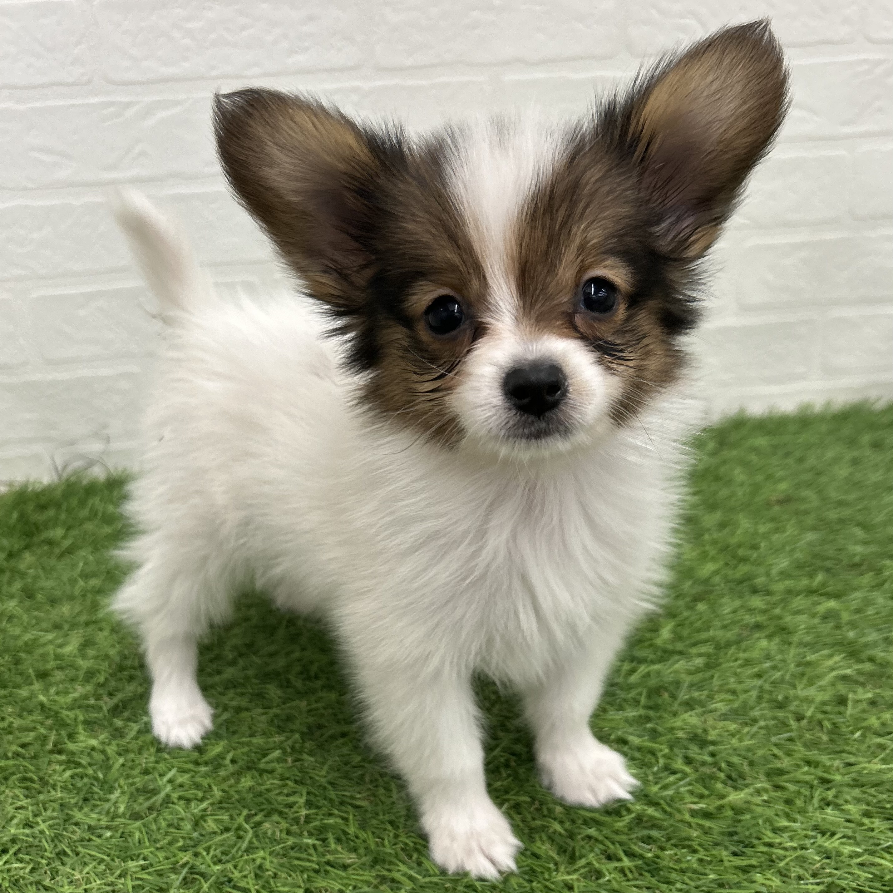 岐阜県のパピヨン (ワンニャンハウス岐阜柳津店/2025年8月29日生まれ/男の子/ホワイトブラウン)の子犬の2枚目の画像