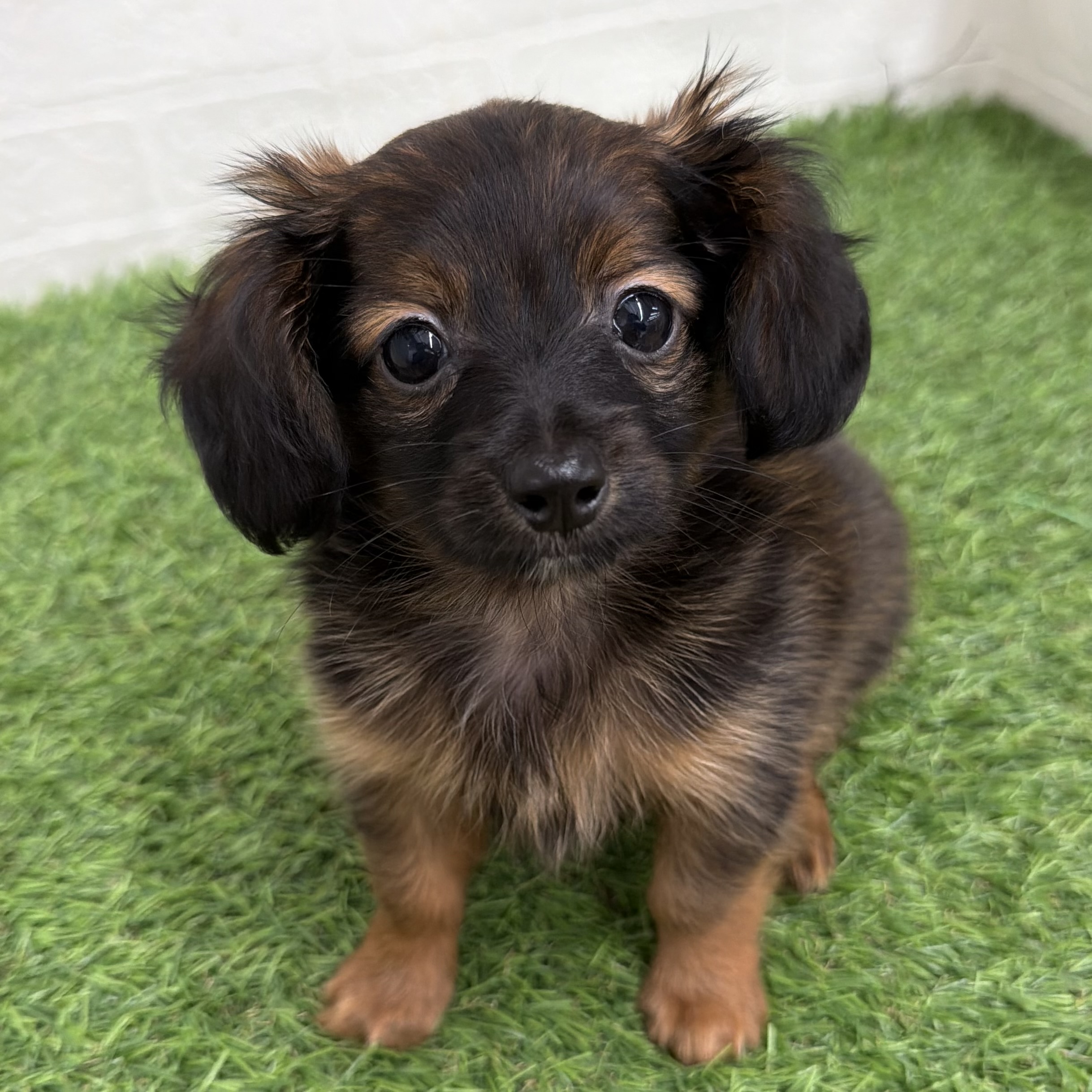 岐阜県のハーフ犬・ミックス犬 (ワンニャンハウス岐阜柳津店/2026年4月15日生まれ/男の子/レッド)の子犬の1枚目の画像